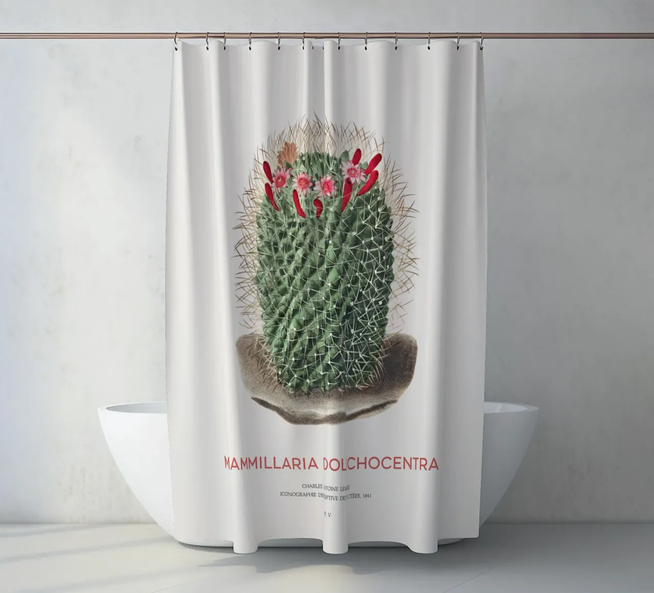 Pincushion Cactus or Mammillaria dolichocentra shower curtain by Vintagrafica