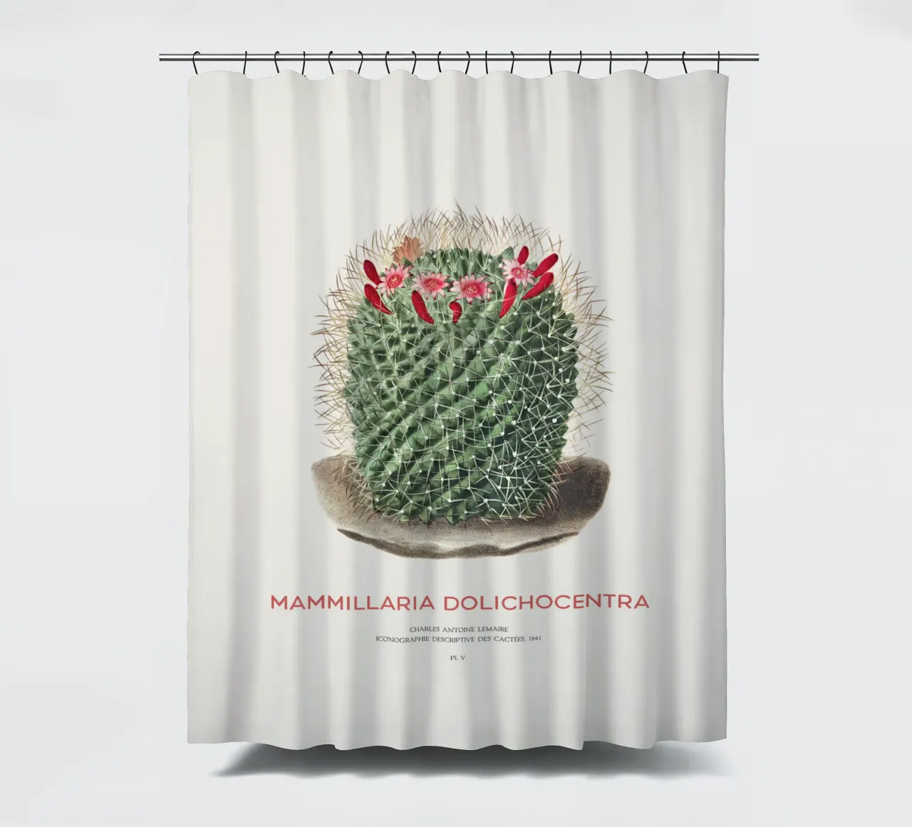 Pincushion Cactus or Mammillaria dolichocentra shower curtain by Vintagrafica