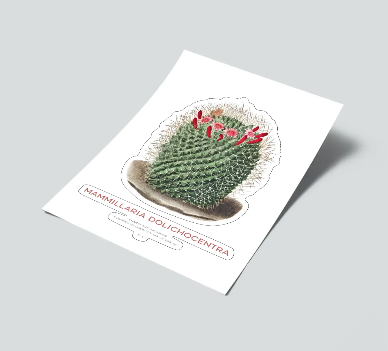 Pincushion Cactus or Mammillaria dolichocentra sticker sheet by Vintagrafica