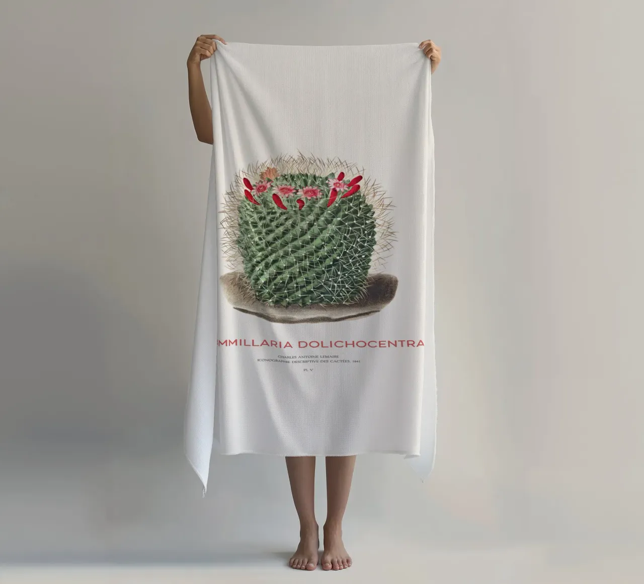 Pincushion Cactus or Mammillaria dolichocentra beach towel by Vintagrafica