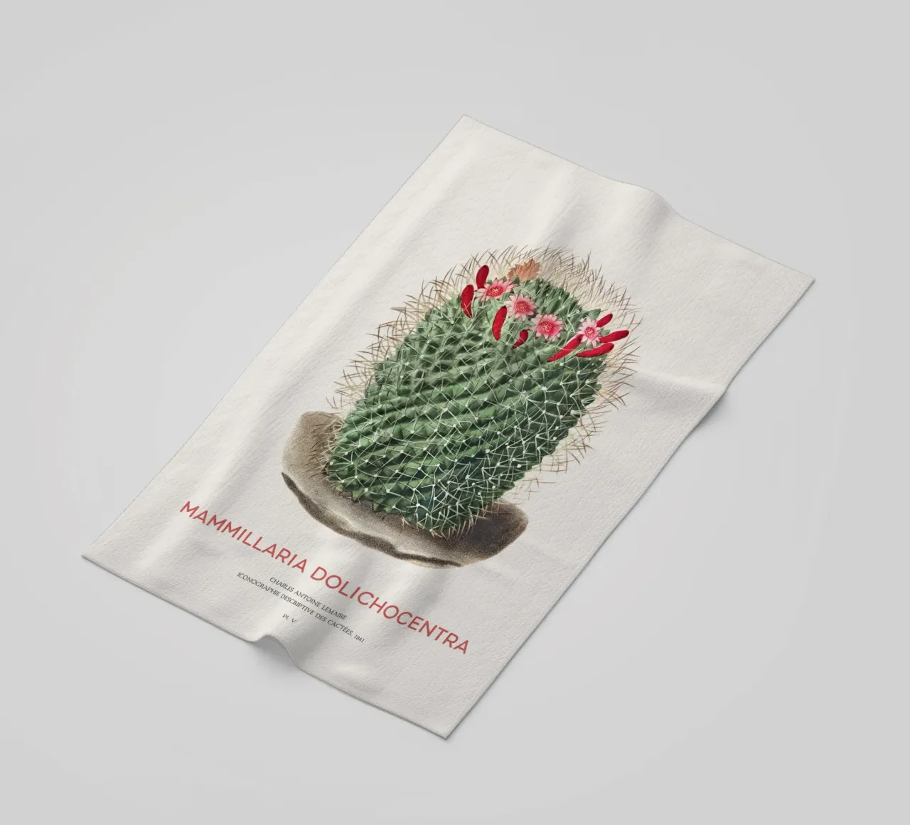Pincushion Cactus or Mammillaria dolichocentra beach towel by Vintagrafica