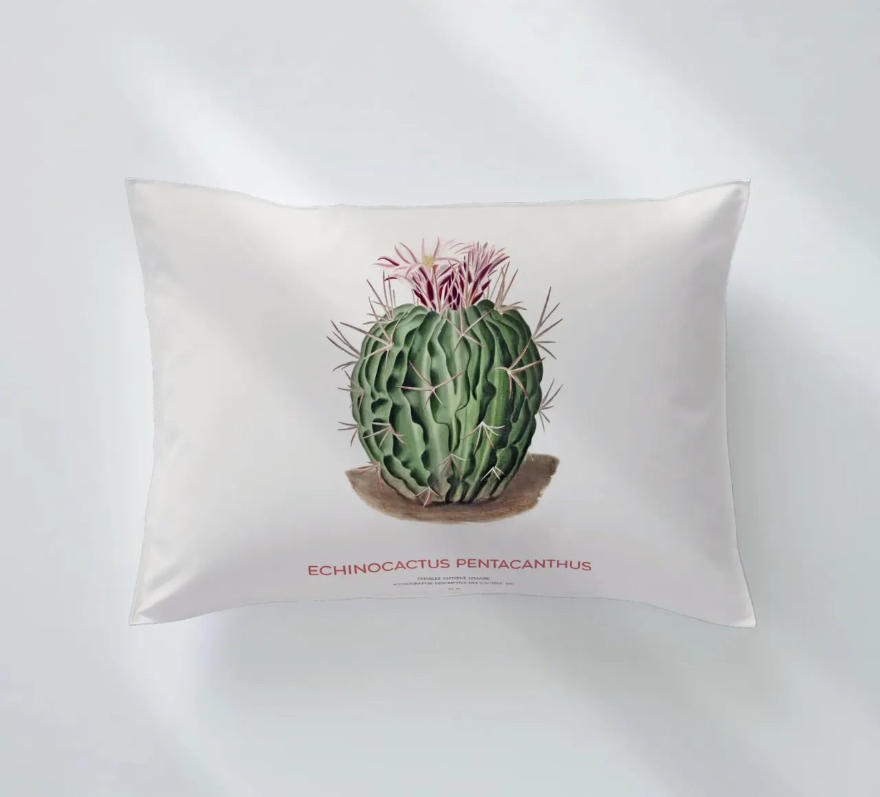 Cactus Echinocactus pentacanthus cuscino da Vintagrafica