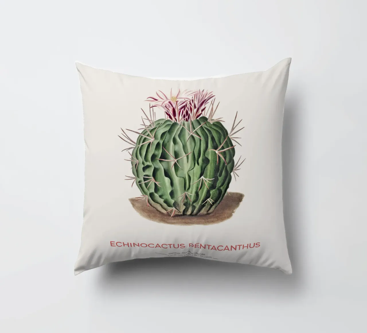 Cactus Echinocactus pentacanthus cuscino da Vintagrafica