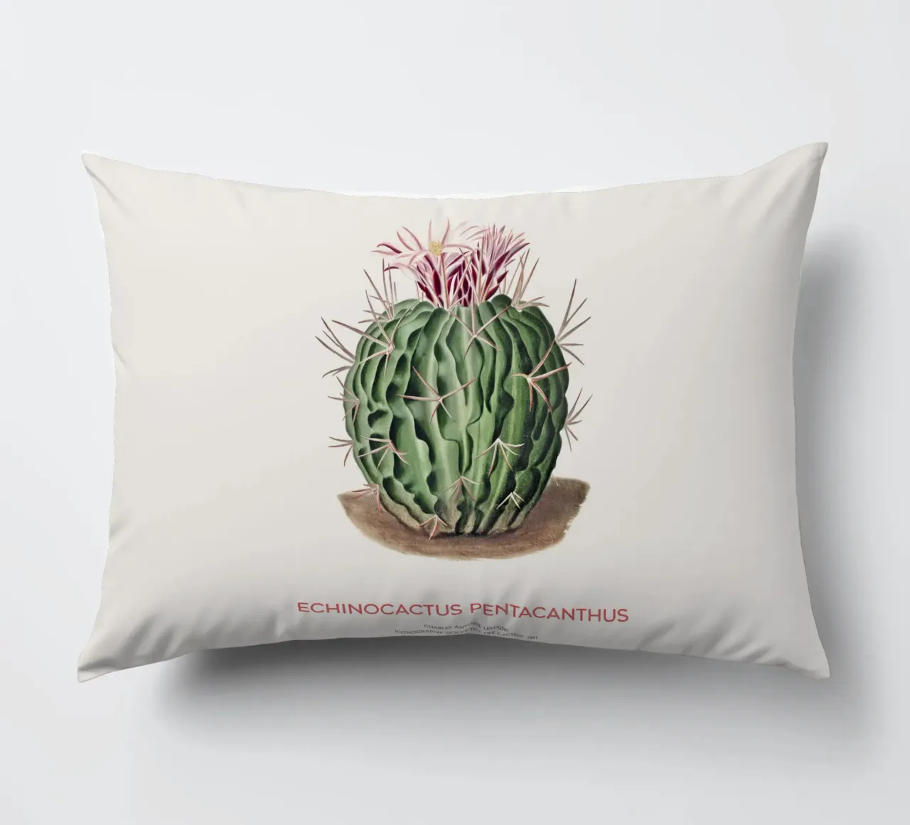 Cactus Echinocactus pentacanthus cuscino da Vintagrafica