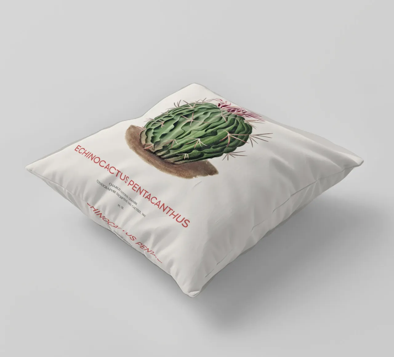 Cactus Echinocactus pentacanthus cuscino da Vintagrafica