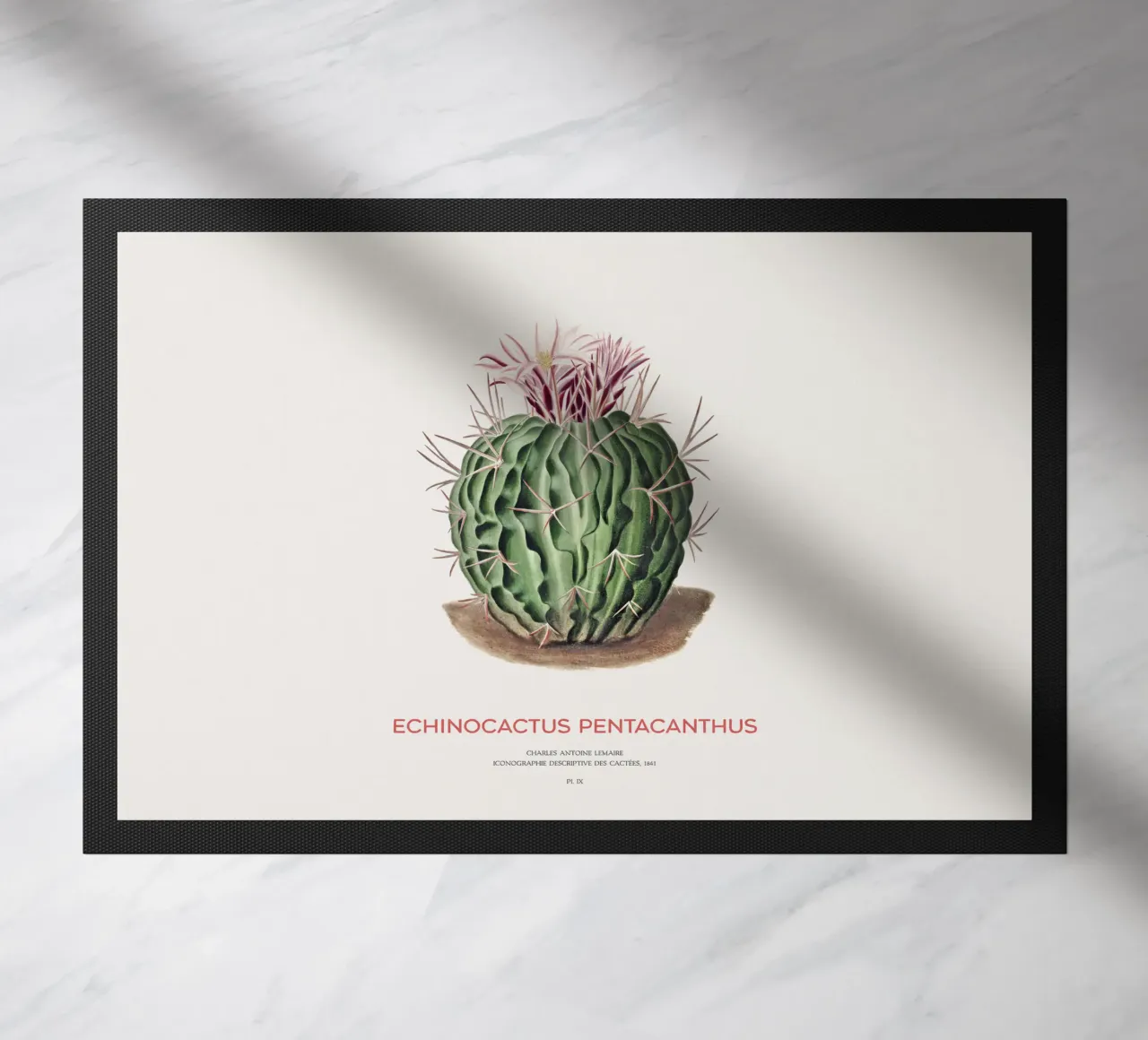 Cactus Echinocactus pentacanthus zerbino da Vintagrafica