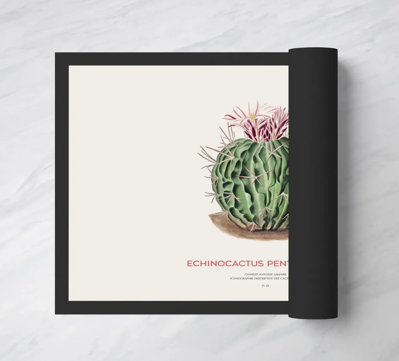 Cactus Echinocactus pentacanthus zerbino da Vintagrafica