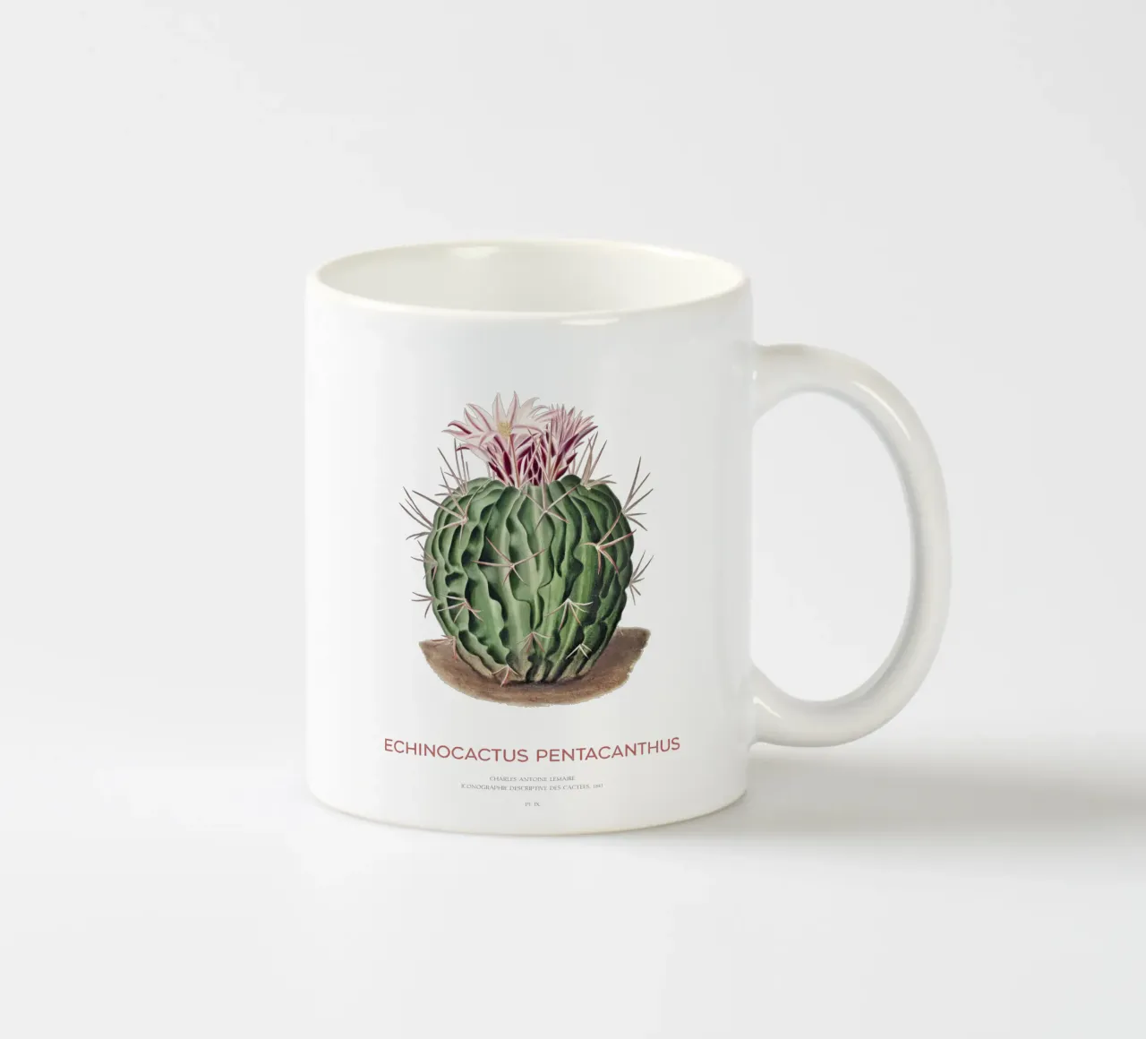 Cactus Echinocactus pentacanthus tazza in ceramica da Vintagrafica