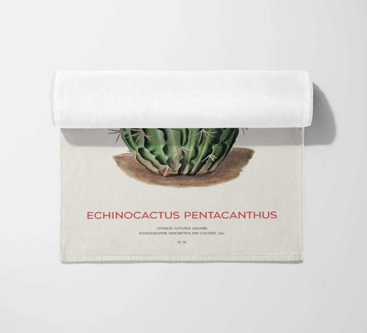Cactus Echinocactus pentacanthus telo mare da Vintagrafica