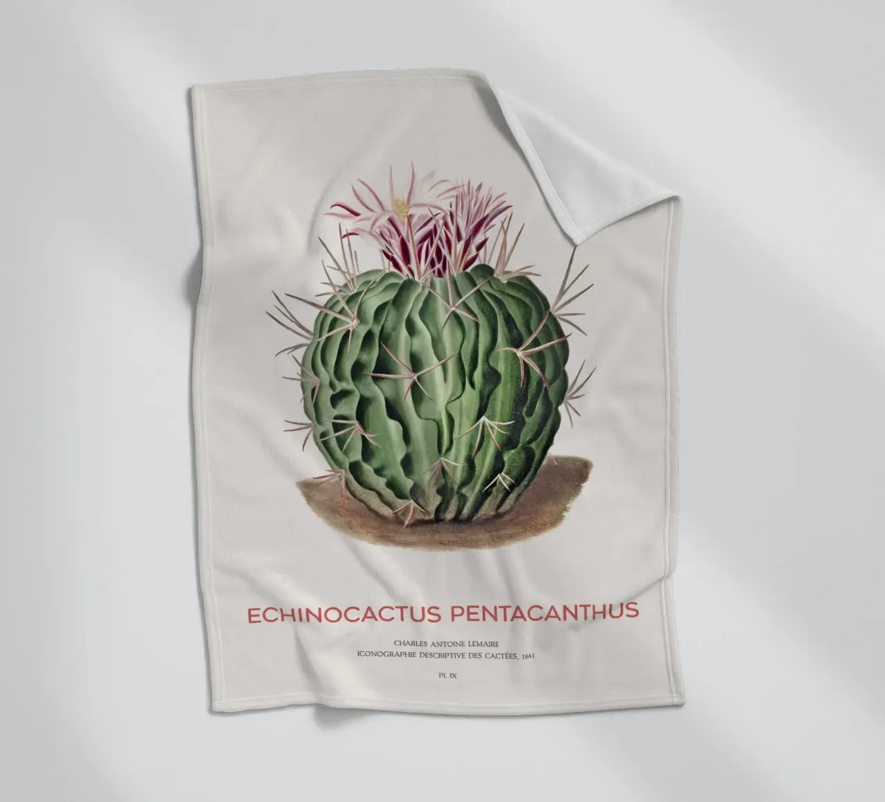 Cactus Echinocactus pentacanthus coperta in pile da Vintagrafica