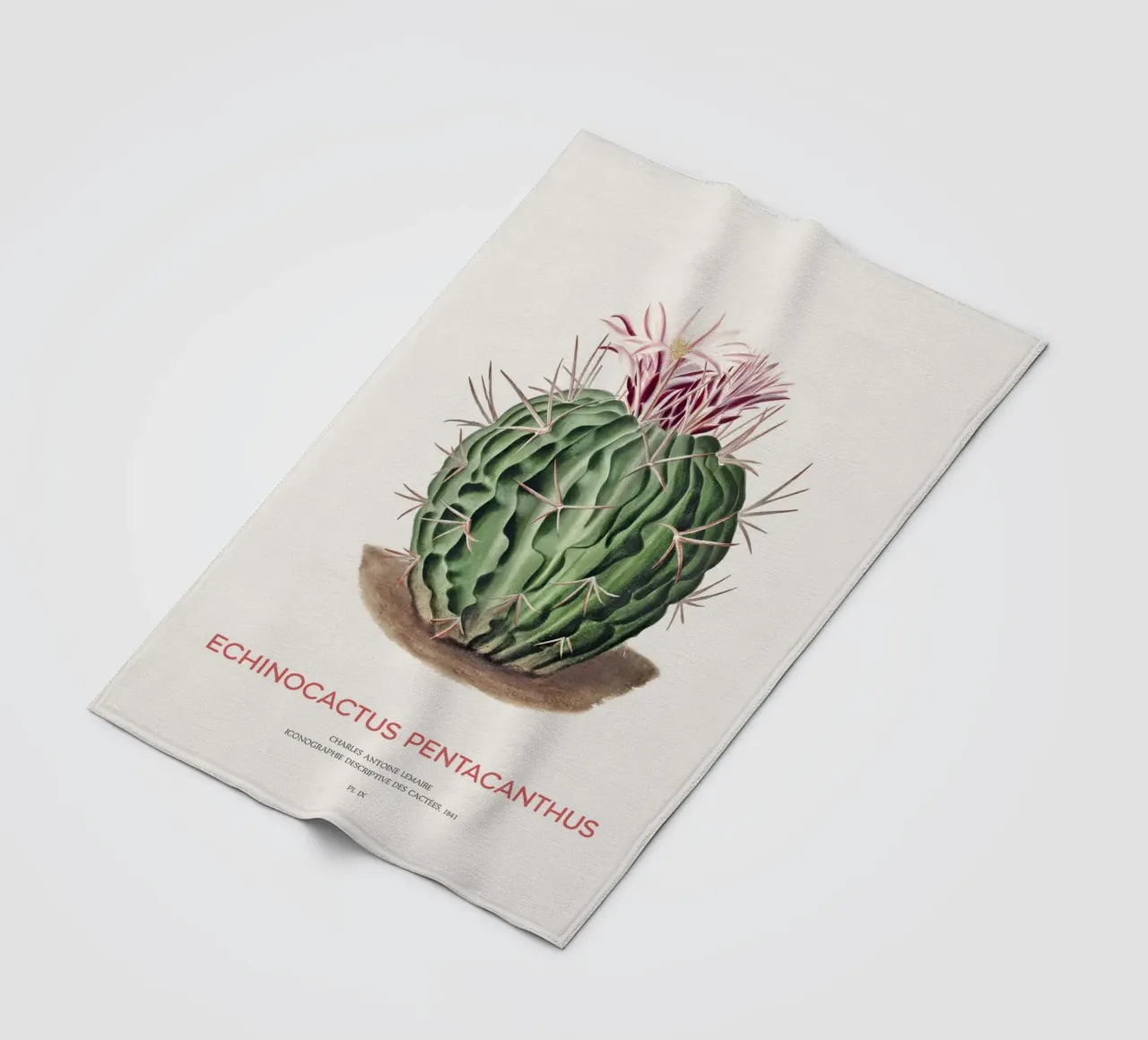 Cactus Echinocactus pentacanthus coperta in pile da Vintagrafica