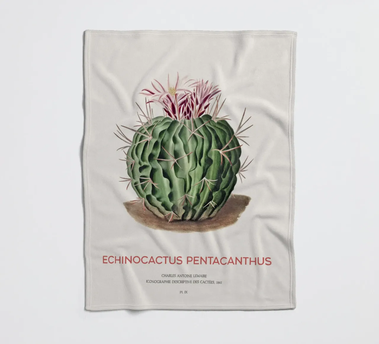 Cactus Echinocactus pentacanthus coperta in pile da Vintagrafica