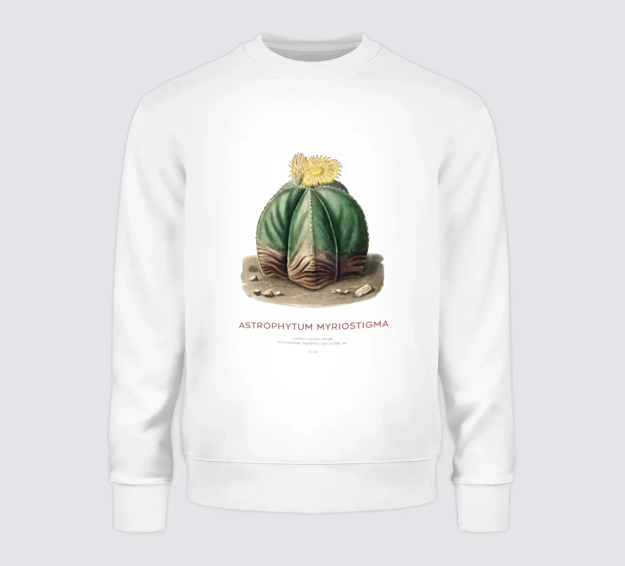 Cactus a cappuccio del vescovo o Astrophytum Myriostigma felpa da Vintagrafica