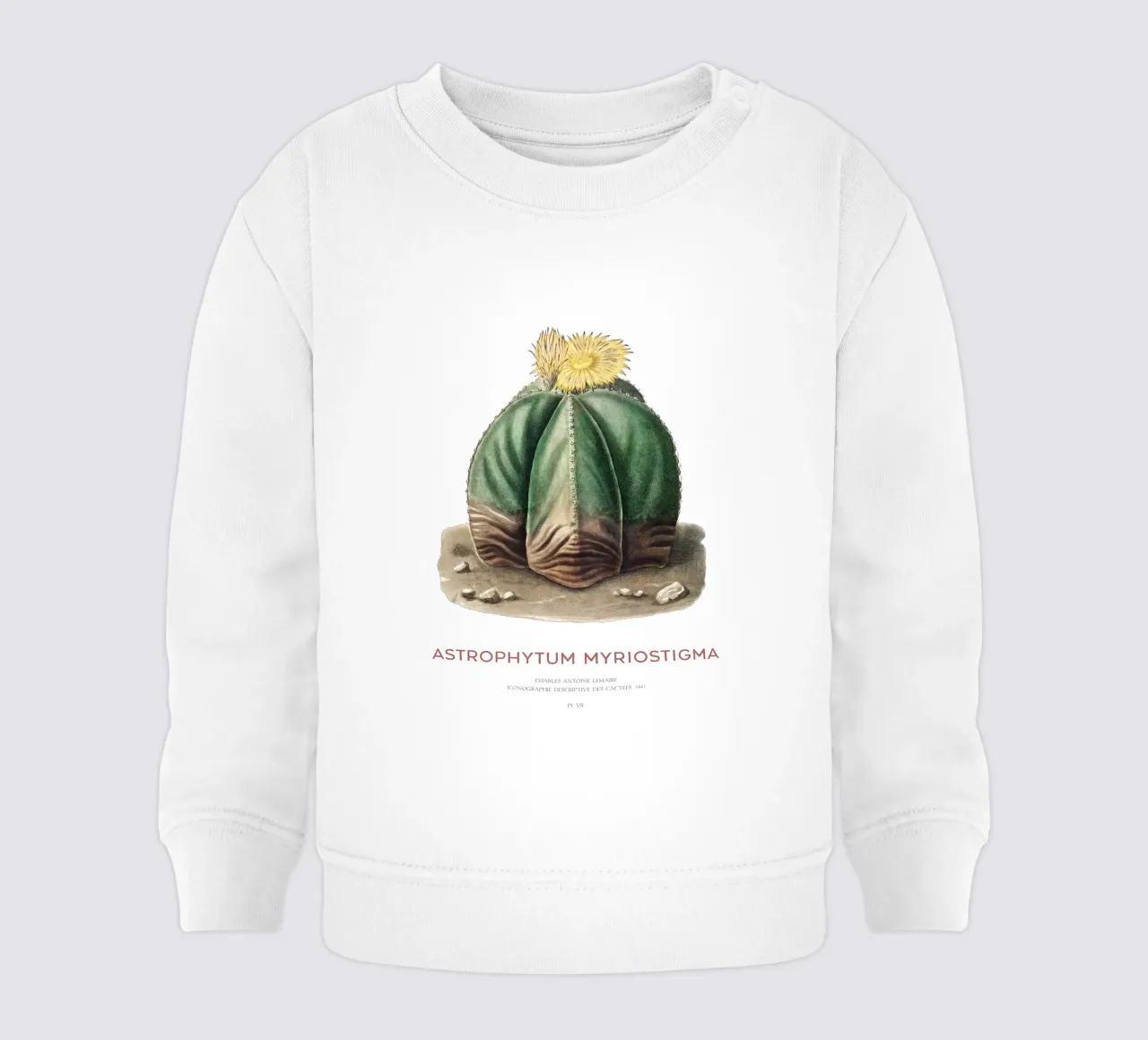 Cactus a cappuccio del vescovo o Astrophytum Myriostigma felpa neonato da Vintagrafica