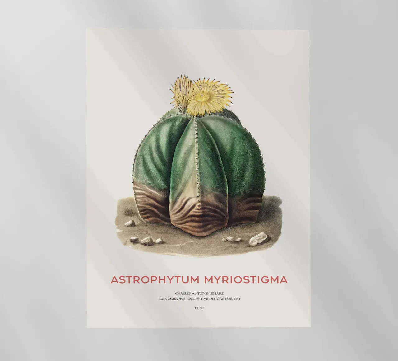 Cactus a cappuccio del vescovo o Astrophytum Myriostigma pellicola backlit da Vintagrafica
