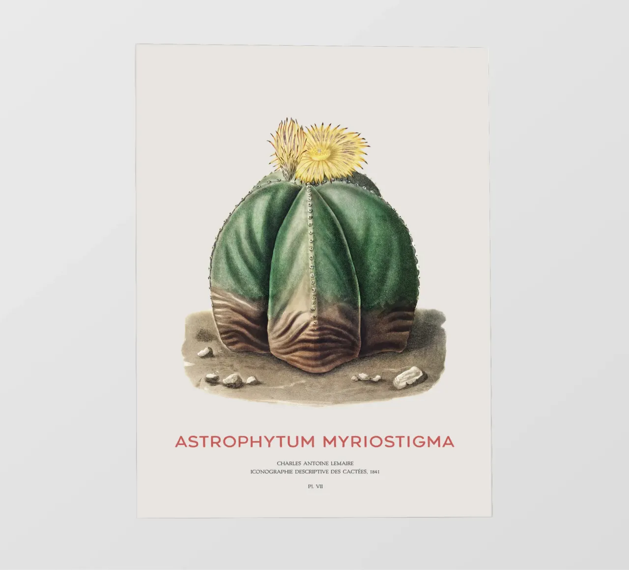Cactus a cappuccio del vescovo o Astrophytum Myriostigma pellicola backlit da Vintagrafica