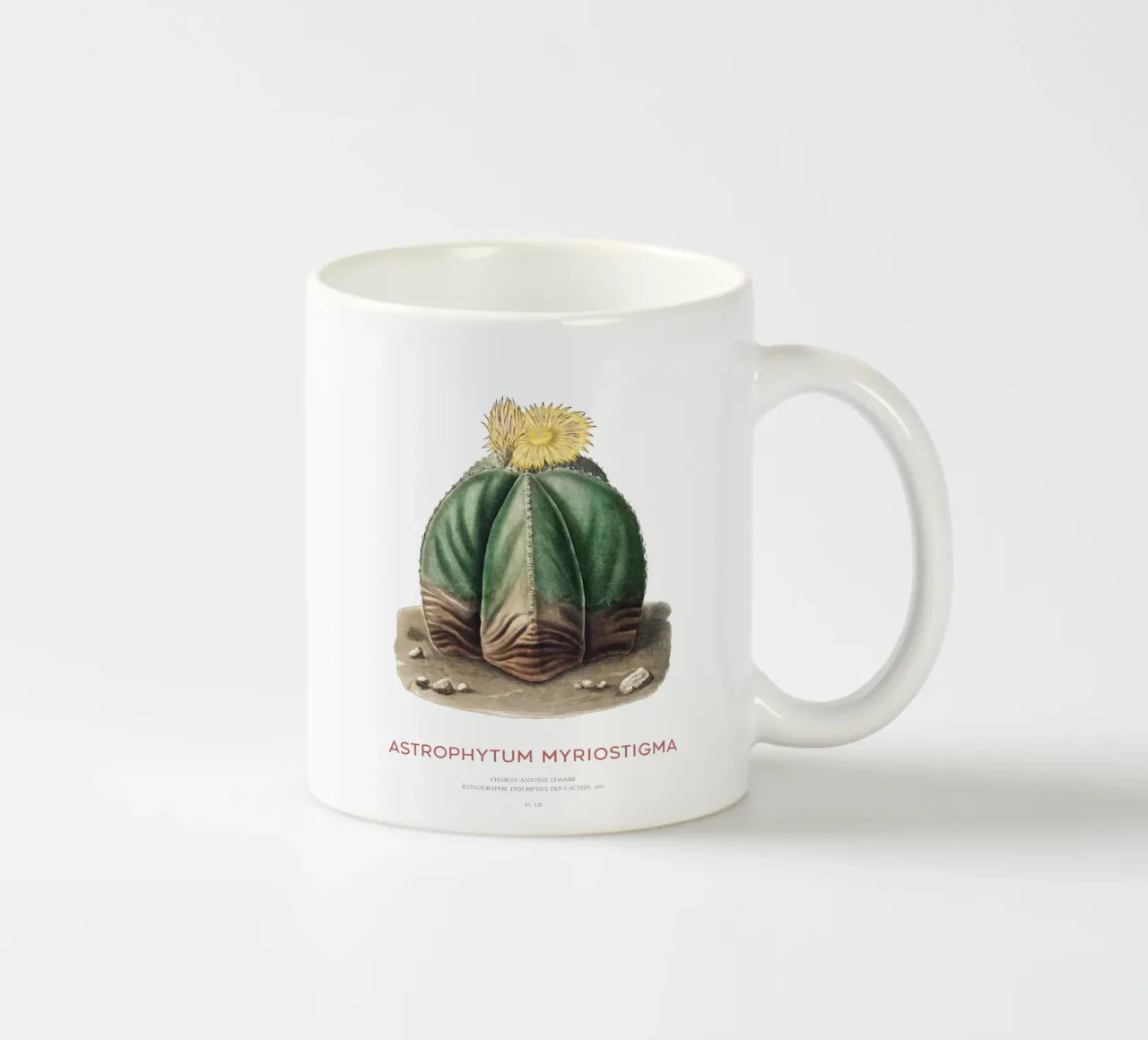 Cactus a cappuccio del vescovo o Astrophytum Myriostigma tazza in ceramica da Vintagrafica