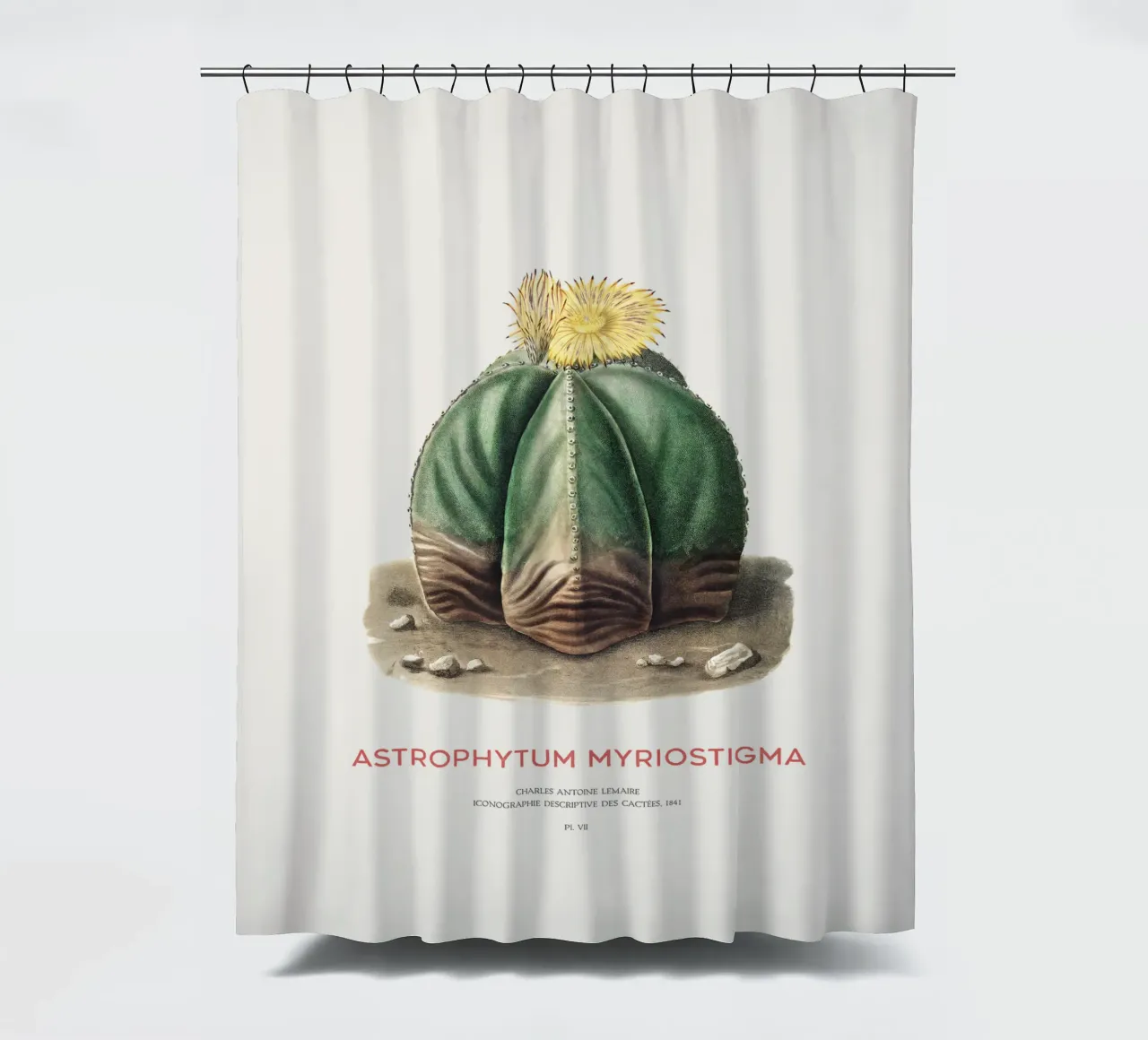 Bischofsmützenkaktus oder Astrophytum Myriostigma Duschvorhang von Vintagrafica