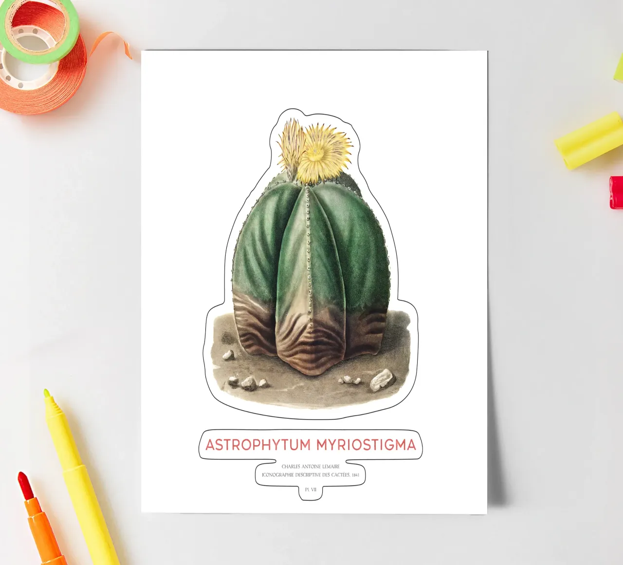 Bischofsmützenkaktus oder Astrophytum Myriostigma Stickerbogen von Vintagrafica