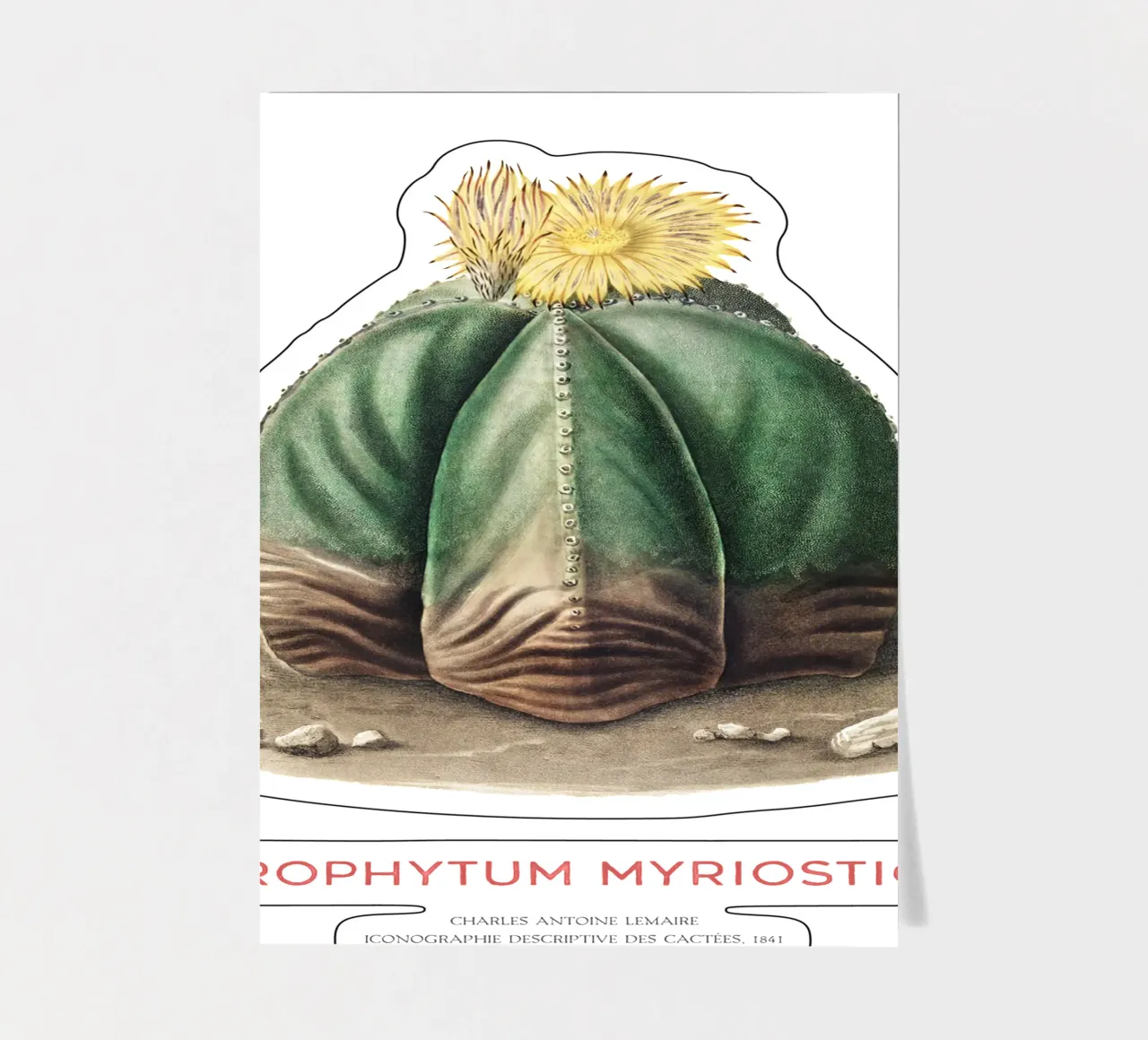 Bischofsmützenkaktus oder Astrophytum Myriostigma Stickerbogen von Vintagrafica