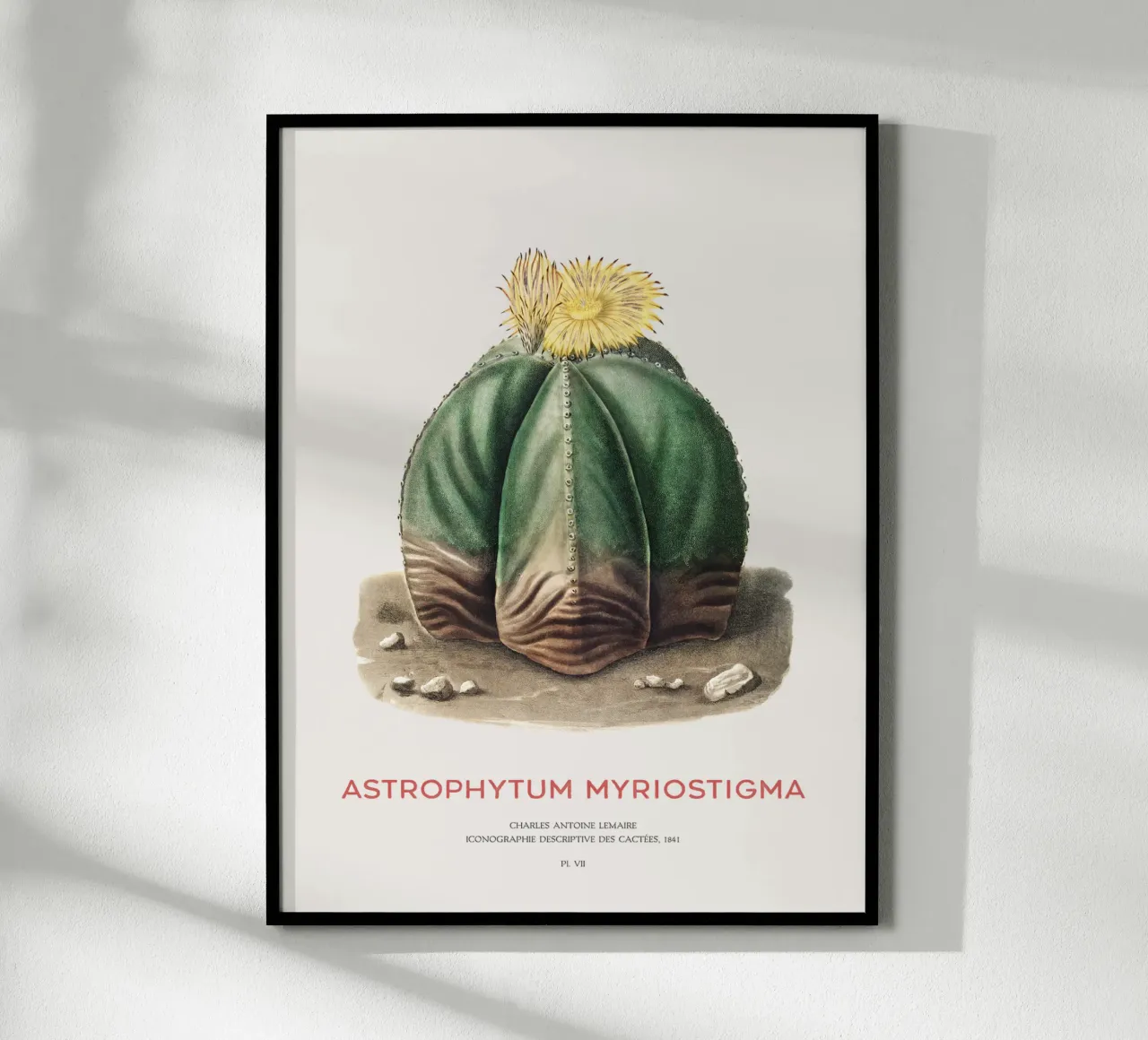 Bischofsmützenkaktus oder Astrophytum Myriostigma Hahnemühle von Vintagrafica