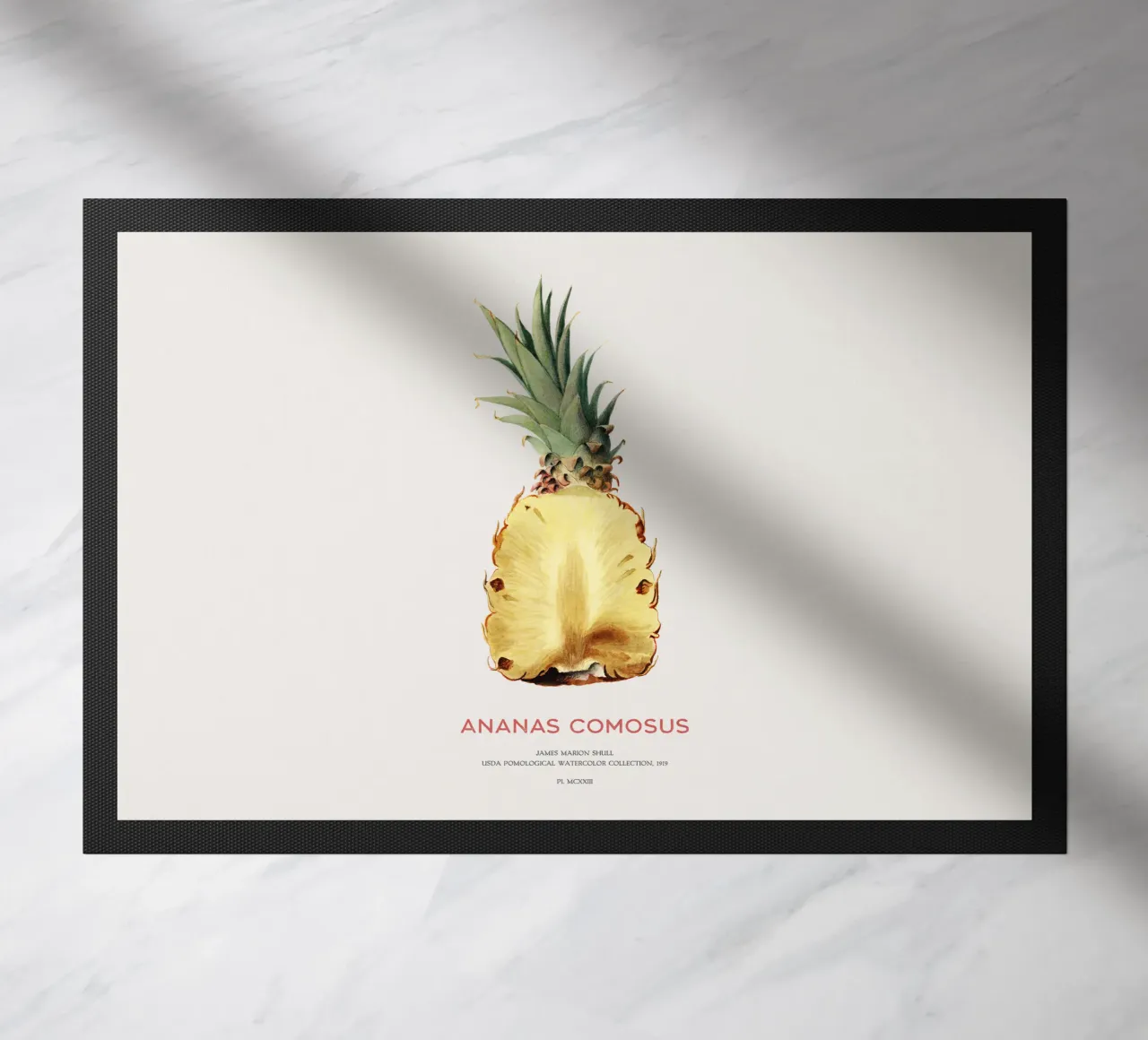 Ananas o Ananas comosus zerbino da Vintagrafica
