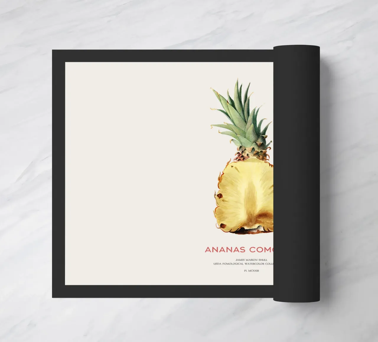 Ananas o Ananas comosus zerbino da Vintagrafica
