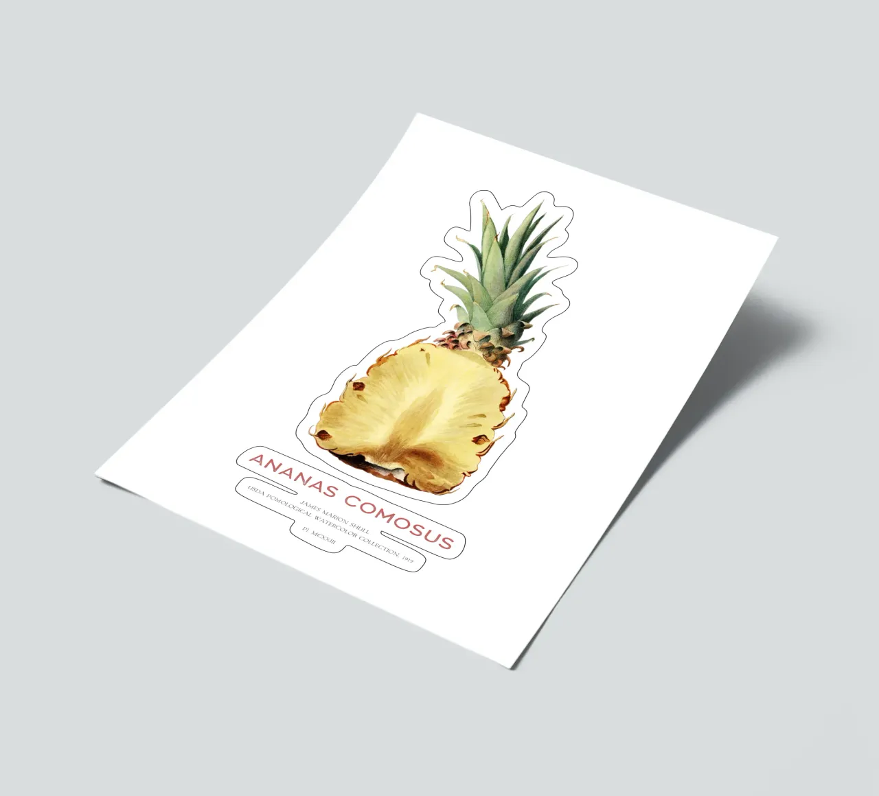 Ananas oder Ananas comosus Stickerbogen von Vintagrafica