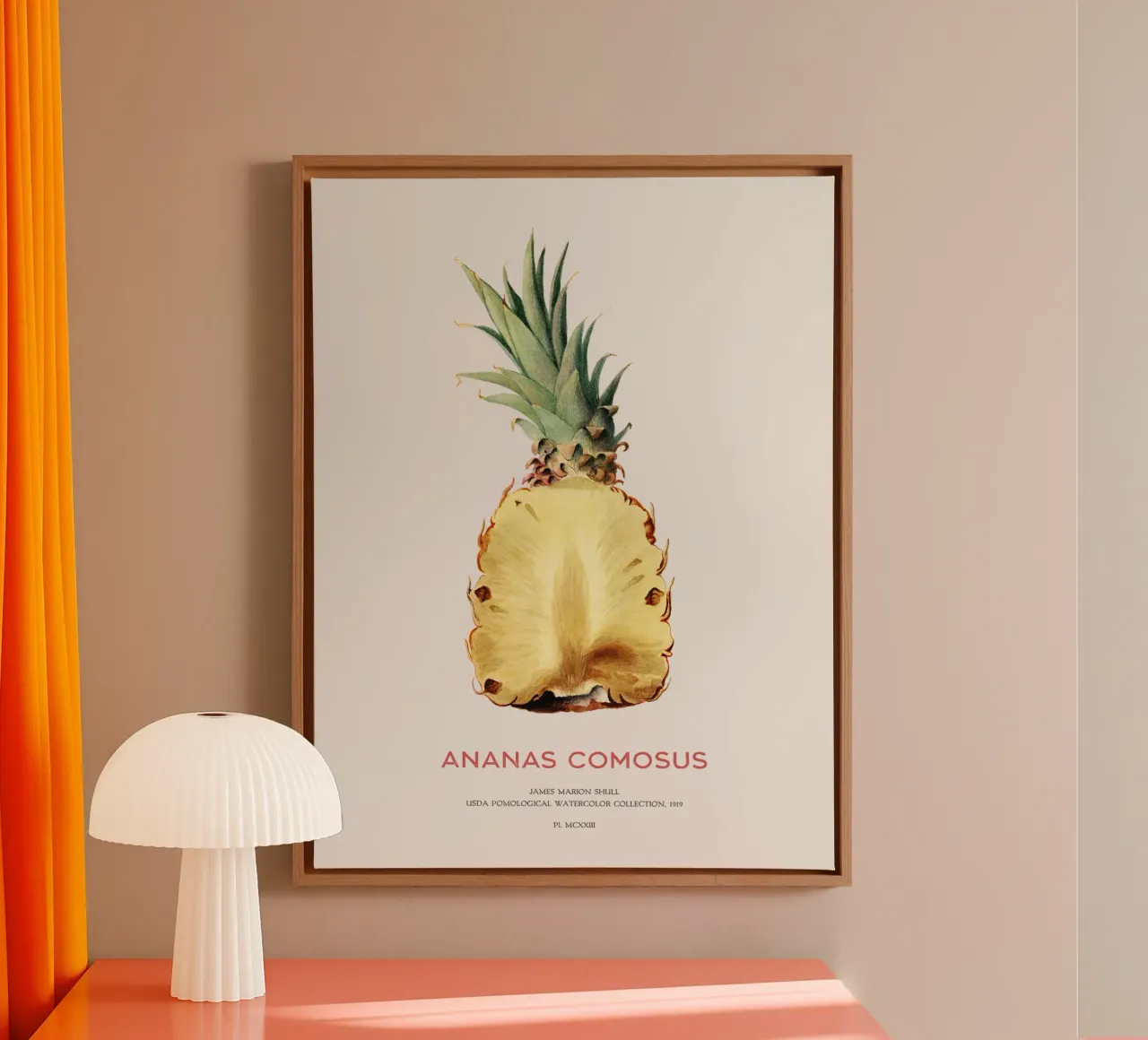 Pineapple or Ananas comosus canvas by Vintagrafica