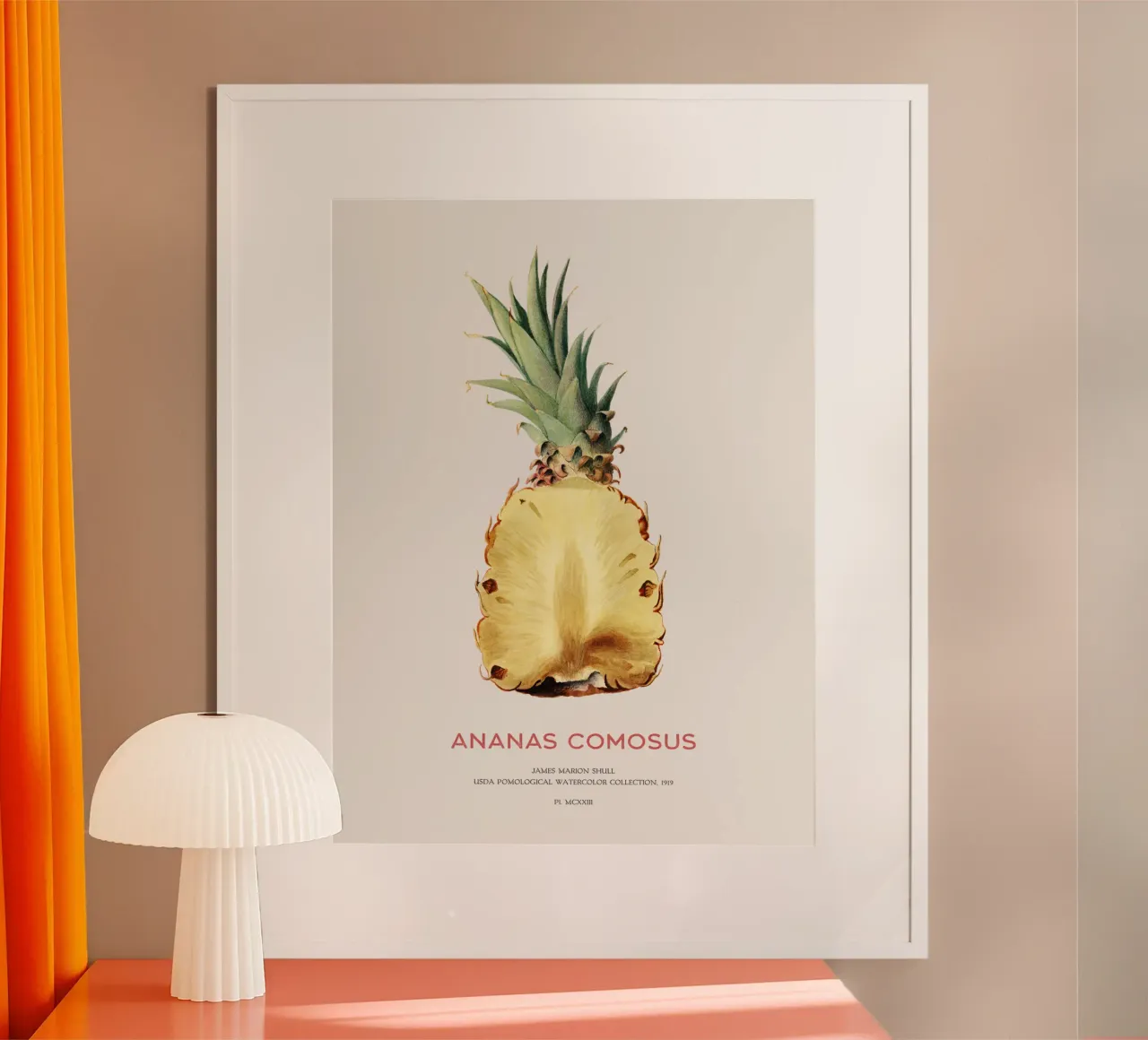 Ananas oder Ananas comosus Hahnemühle von Vintagrafica