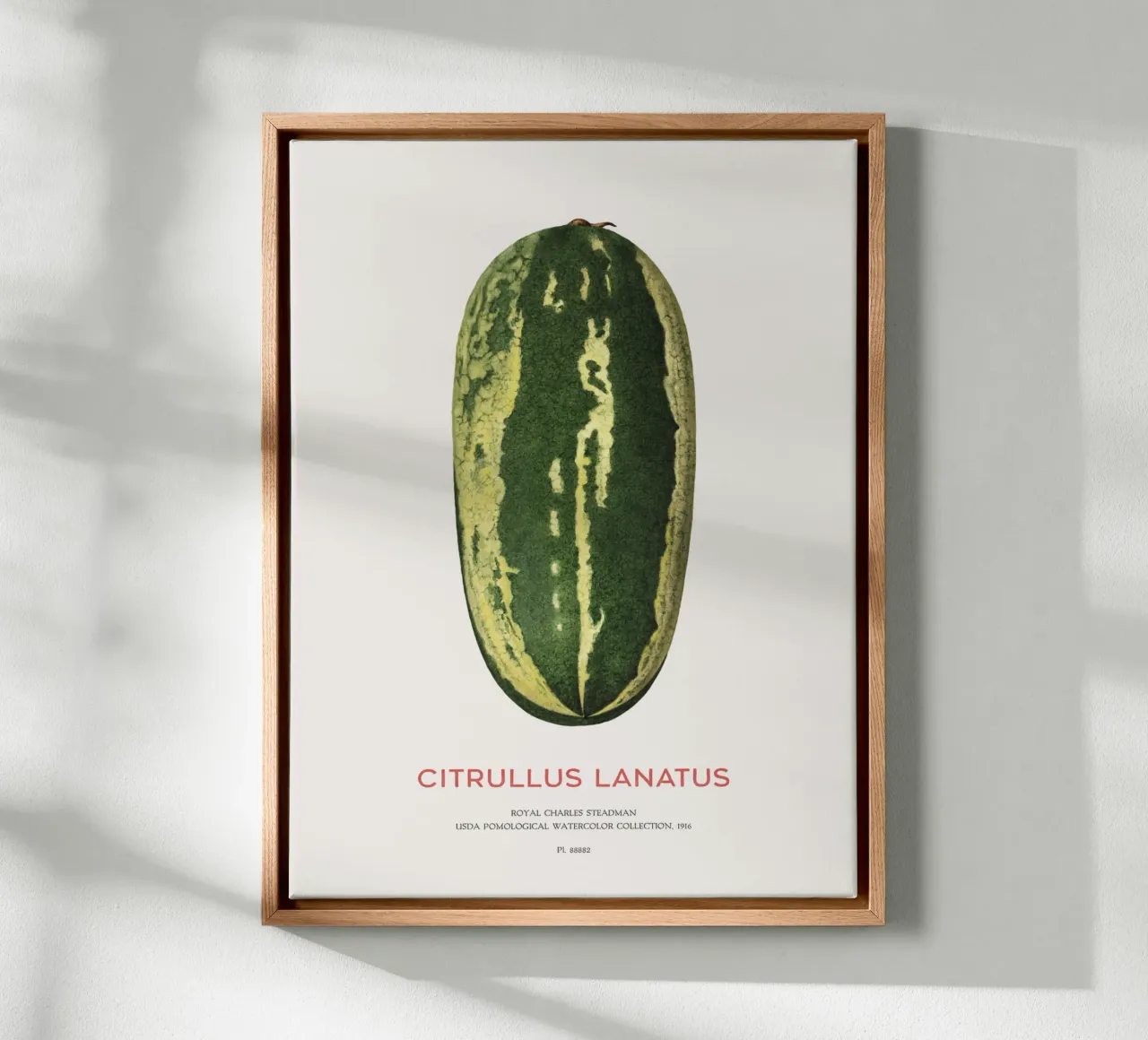 Anguria o Citrullus lanatus tela con Cornice a cassetta da Vintagrafica