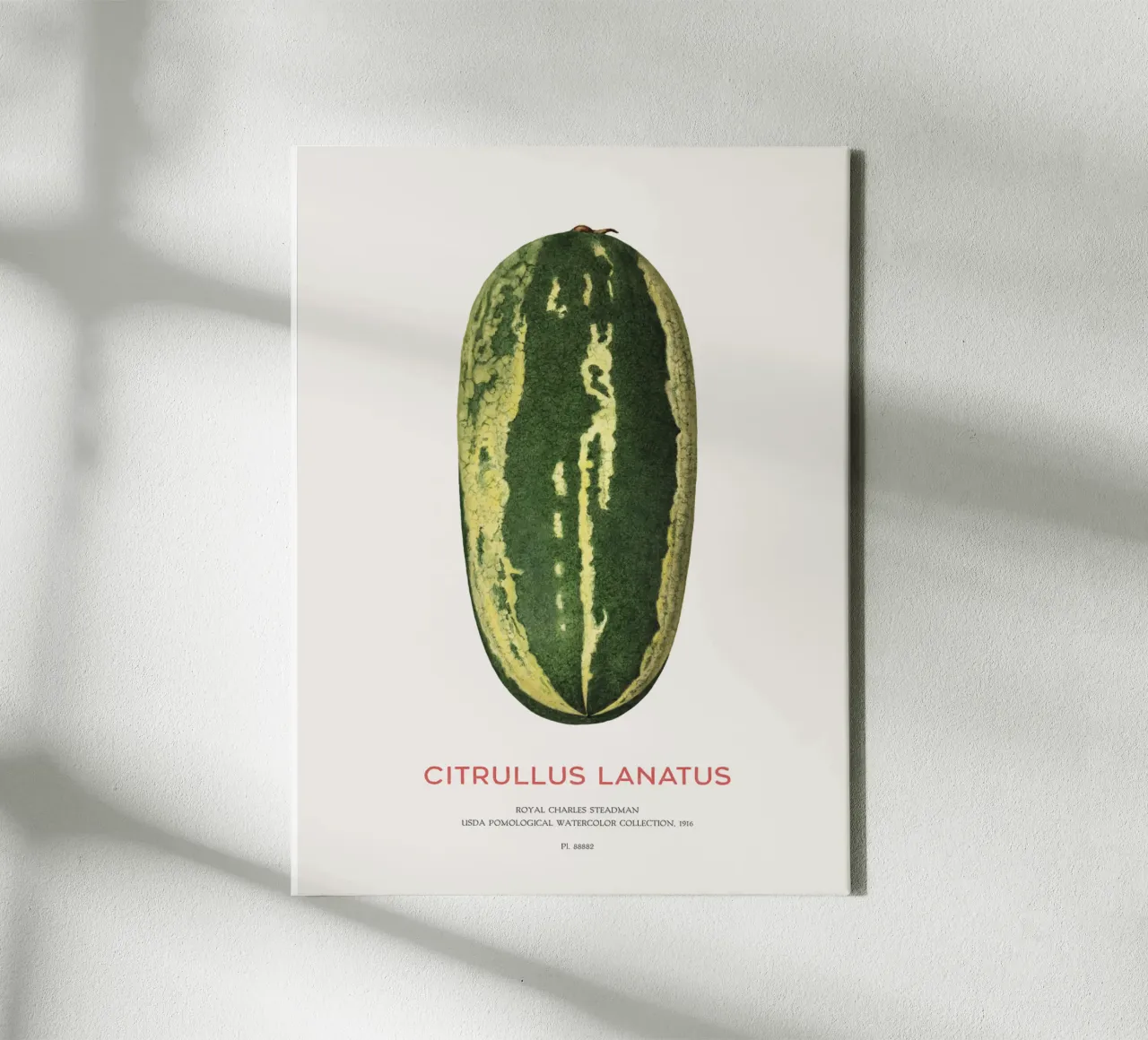 Anguria o Citrullus lanatus tela con Cornice a cassetta da Vintagrafica