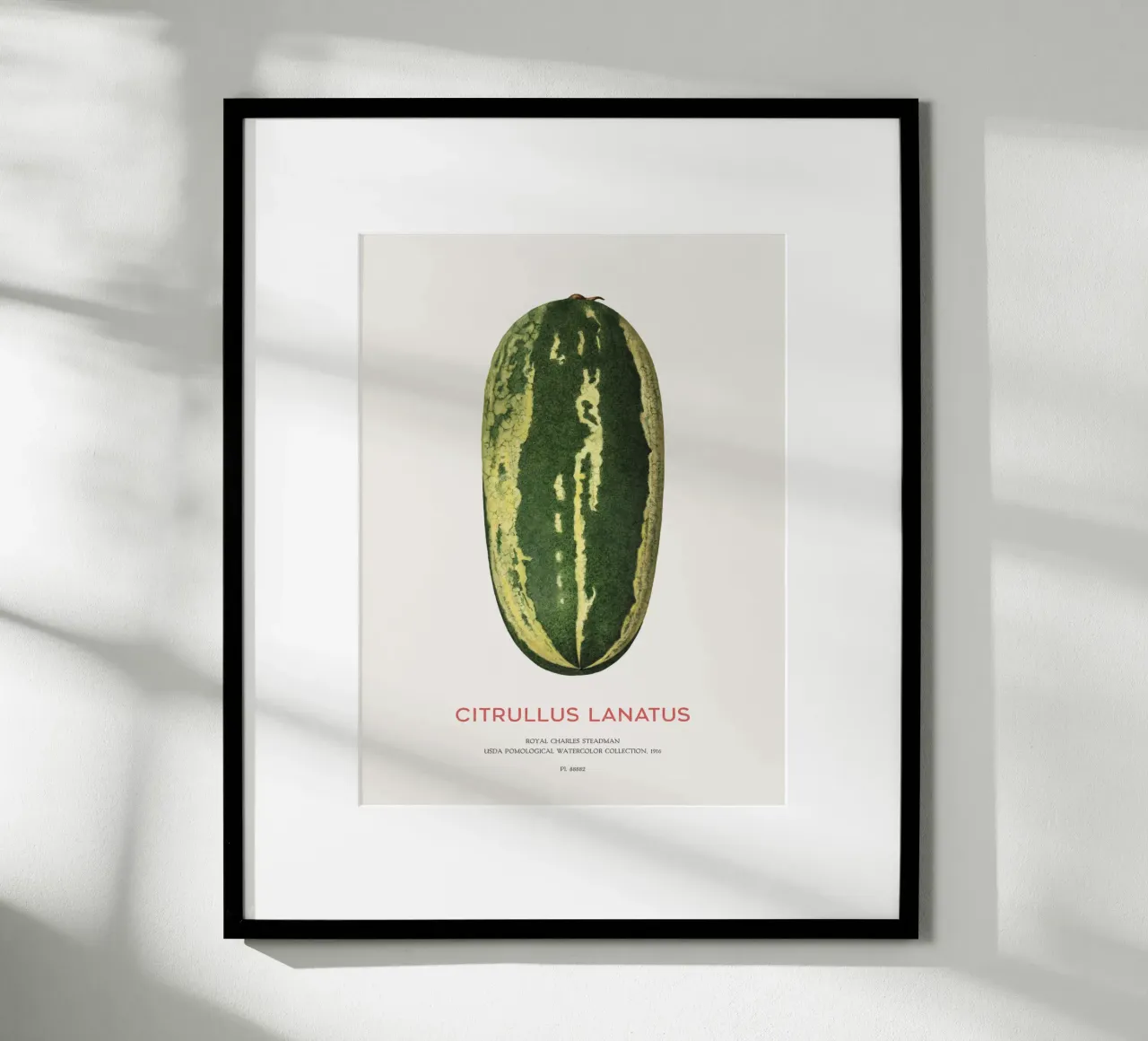 Wassermelone oder Citrullus lanatus Poster mit Holzrahmen von Vintagrafica