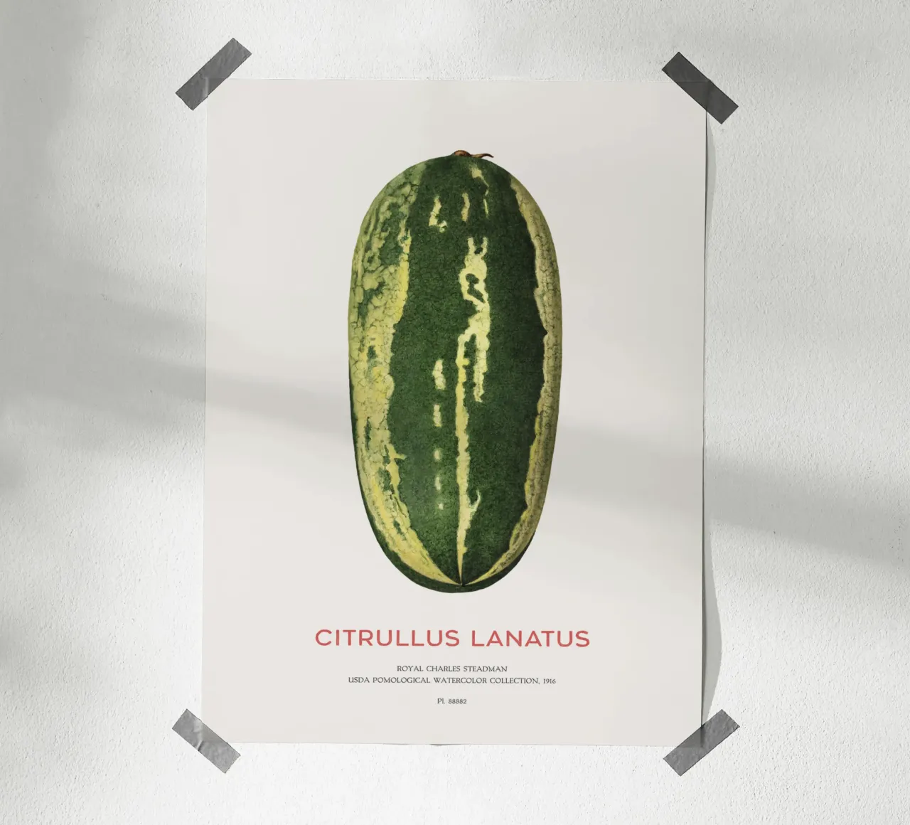 Wassermelone oder Citrullus lanatus Poster mit Holzrahmen von Vintagrafica