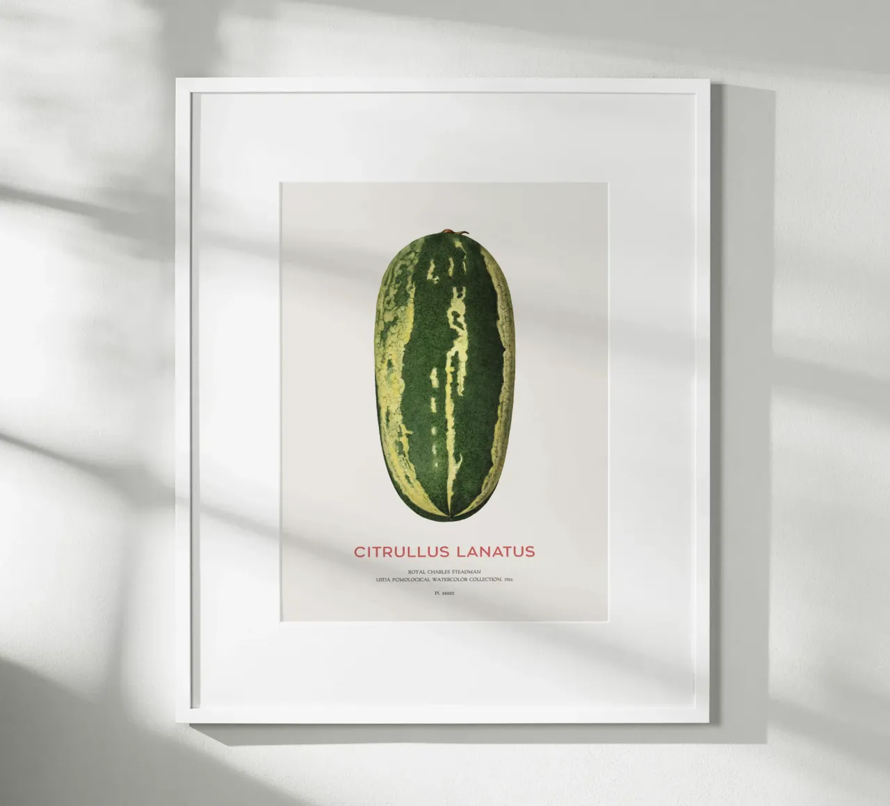 Wassermelone oder Citrullus lanatus Poster mit Holzrahmen von Vintagrafica