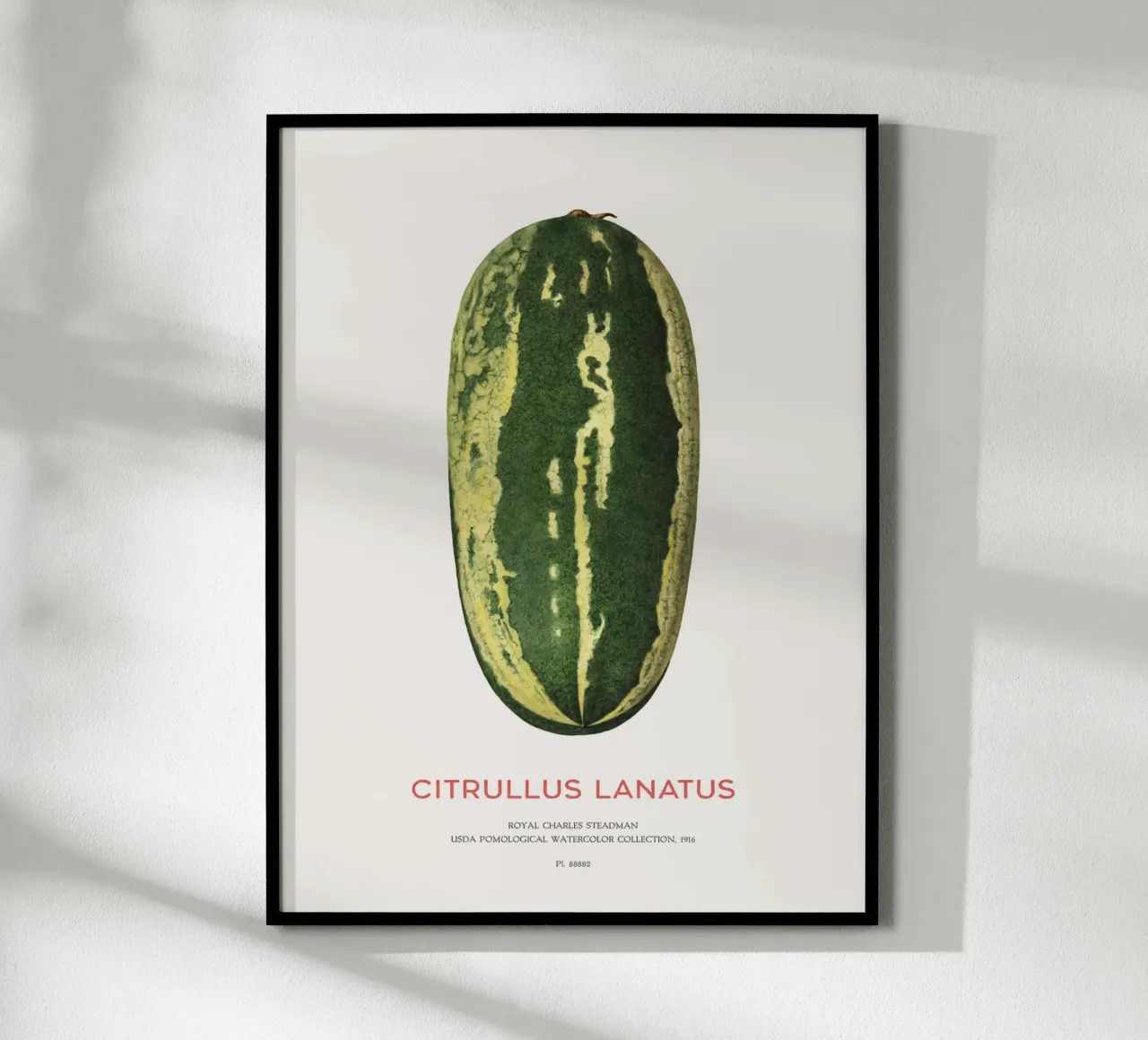 Wassermelone oder Citrullus lanatus Poster mit Holzrahmen von Vintagrafica