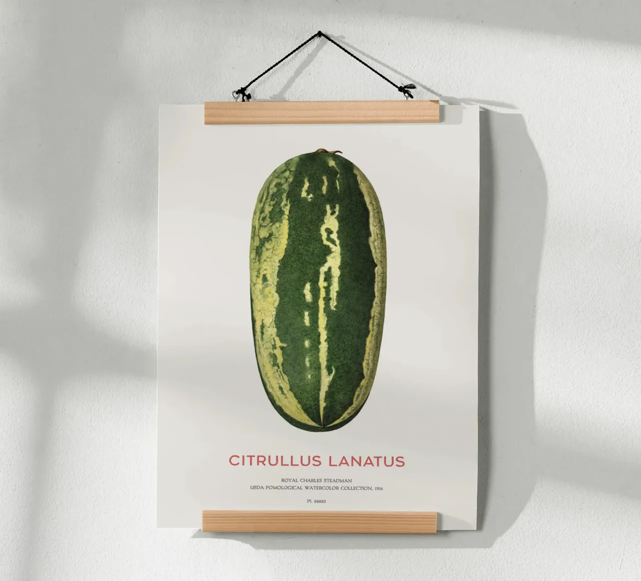 Wassermelone oder Citrullus lanatus Poster mit Holzrahmen von Vintagrafica