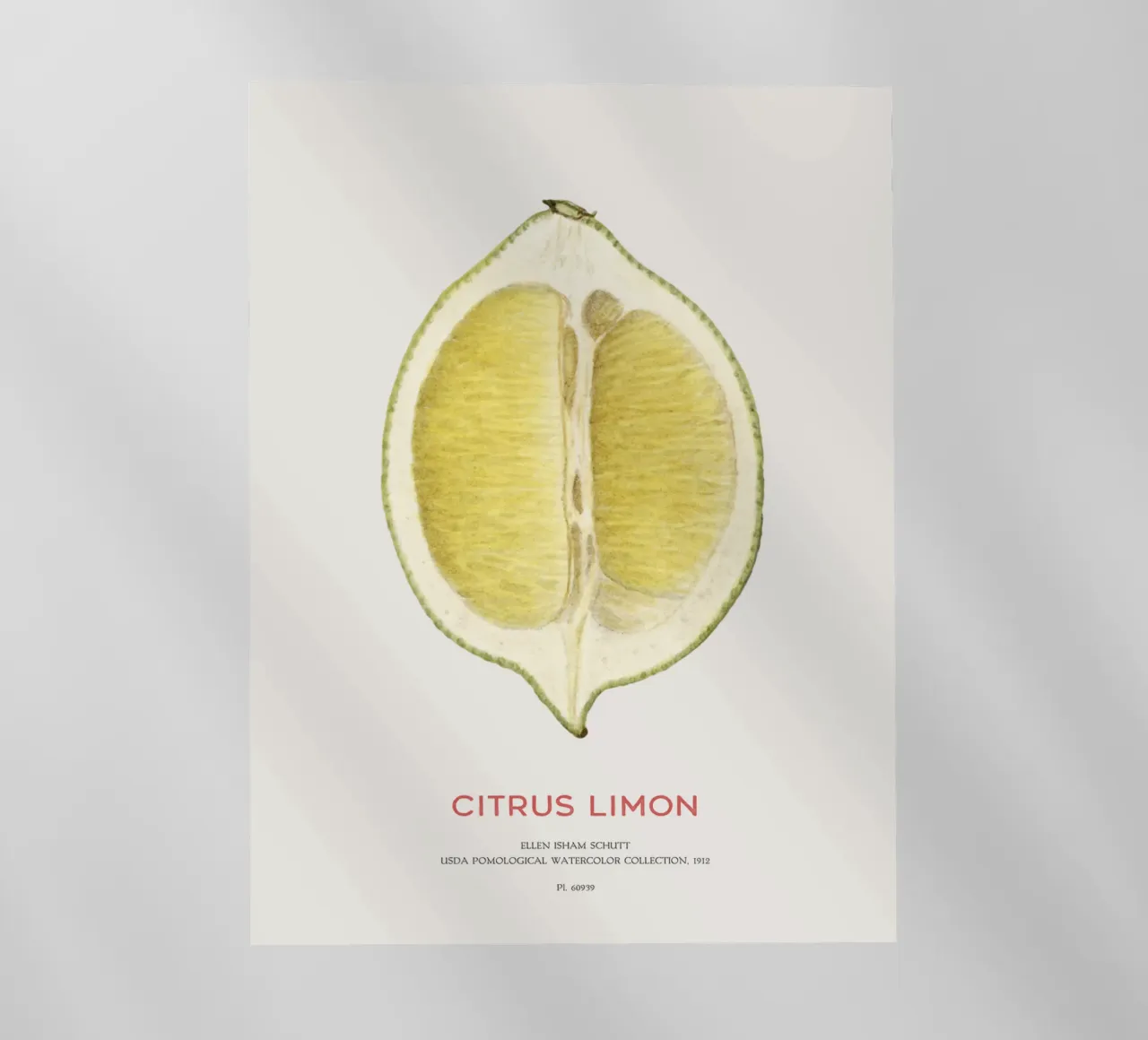 Limone o Citrus limon pellicola backlit da Vintagrafica