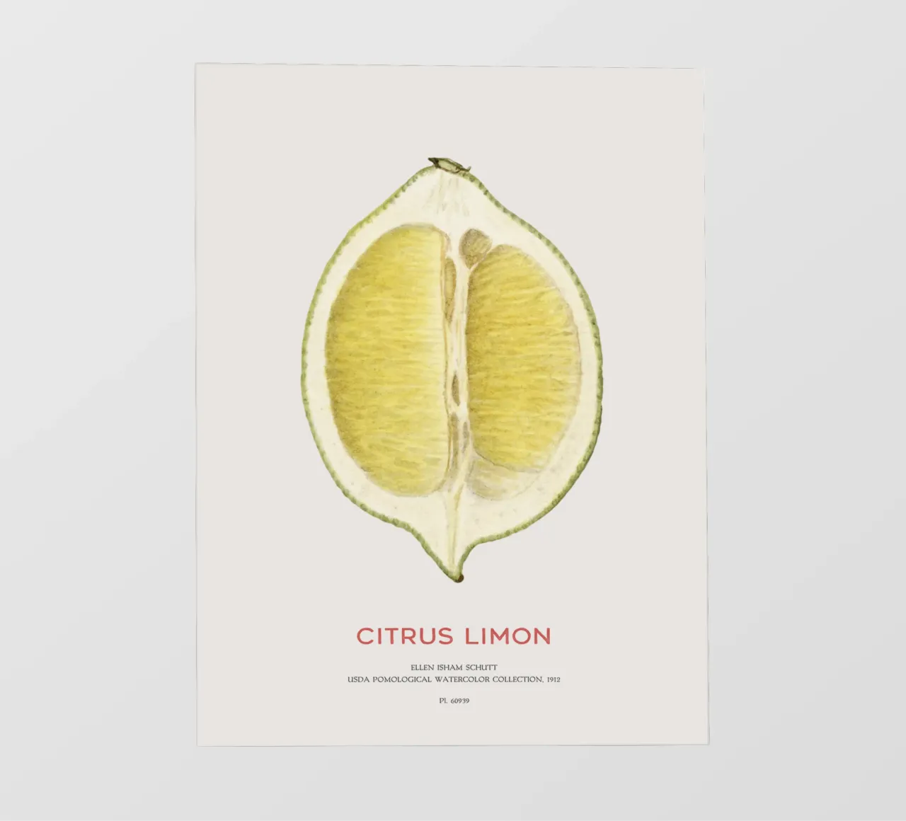 Zitrone oder Citrus limon Backlit Folie von Vintagrafica