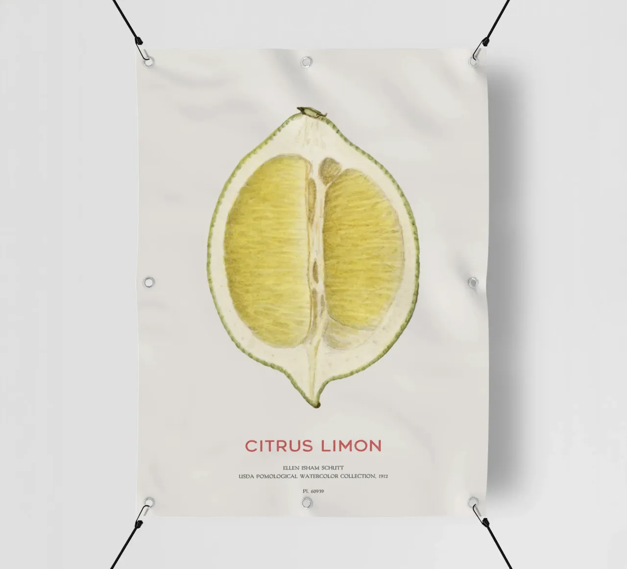 Zitrone oder Citrus limon PVC Plane von Vintagrafica