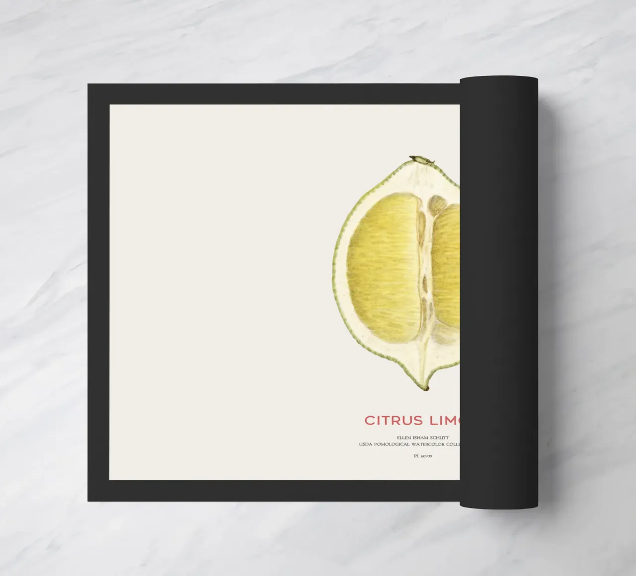 Zitrone oder Citrus limon Fußmatte von Vintagrafica