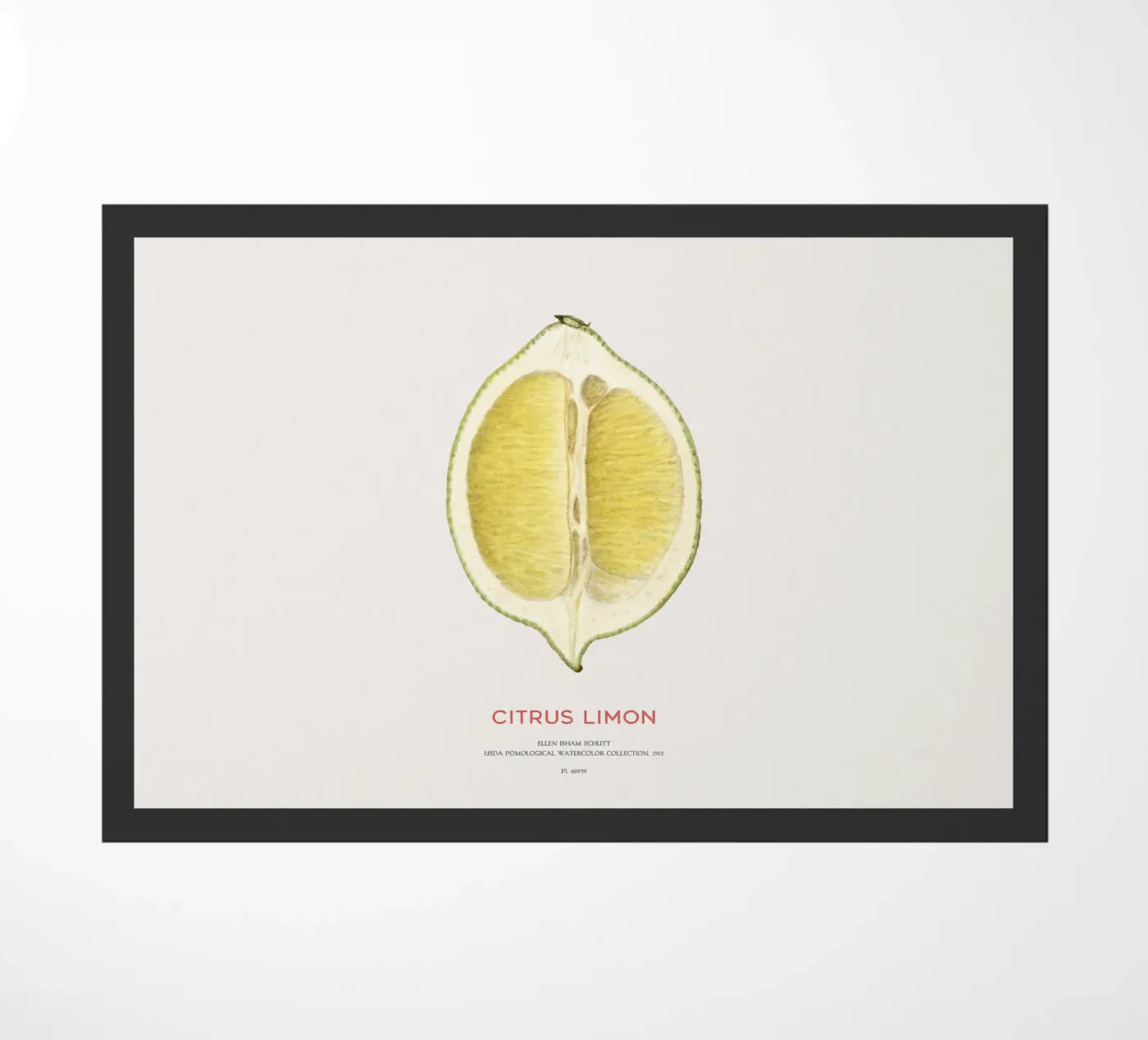 Lemon or Citrus limon deurmat van Vintagrafica
