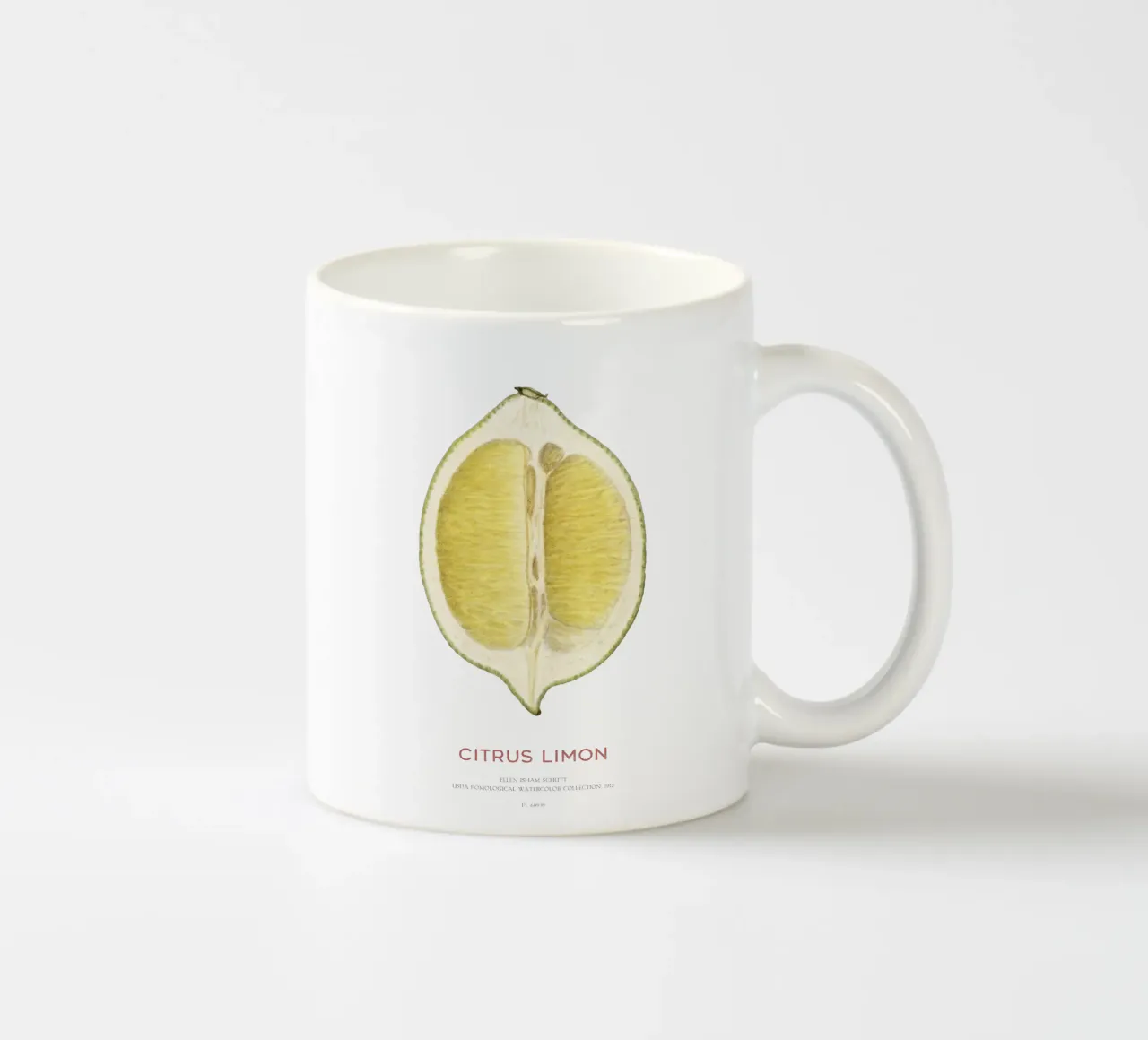 Limone o Citrus limon tazza in ceramica da Vintagrafica