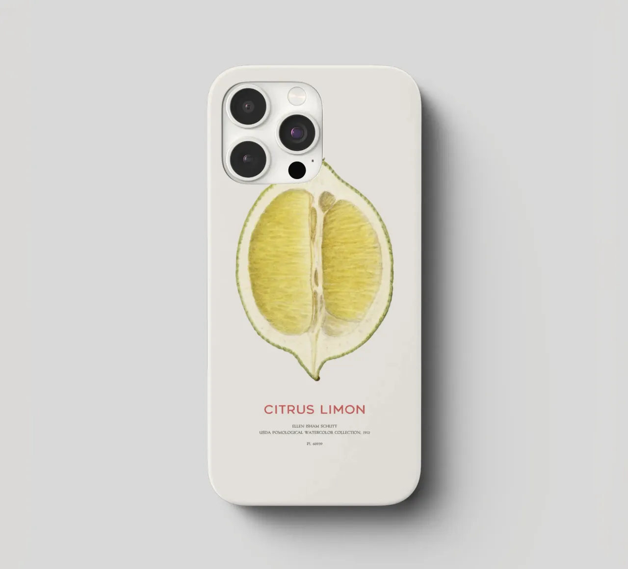 Zitrone oder Citrus limon iPhone Hülle von Vintagrafica