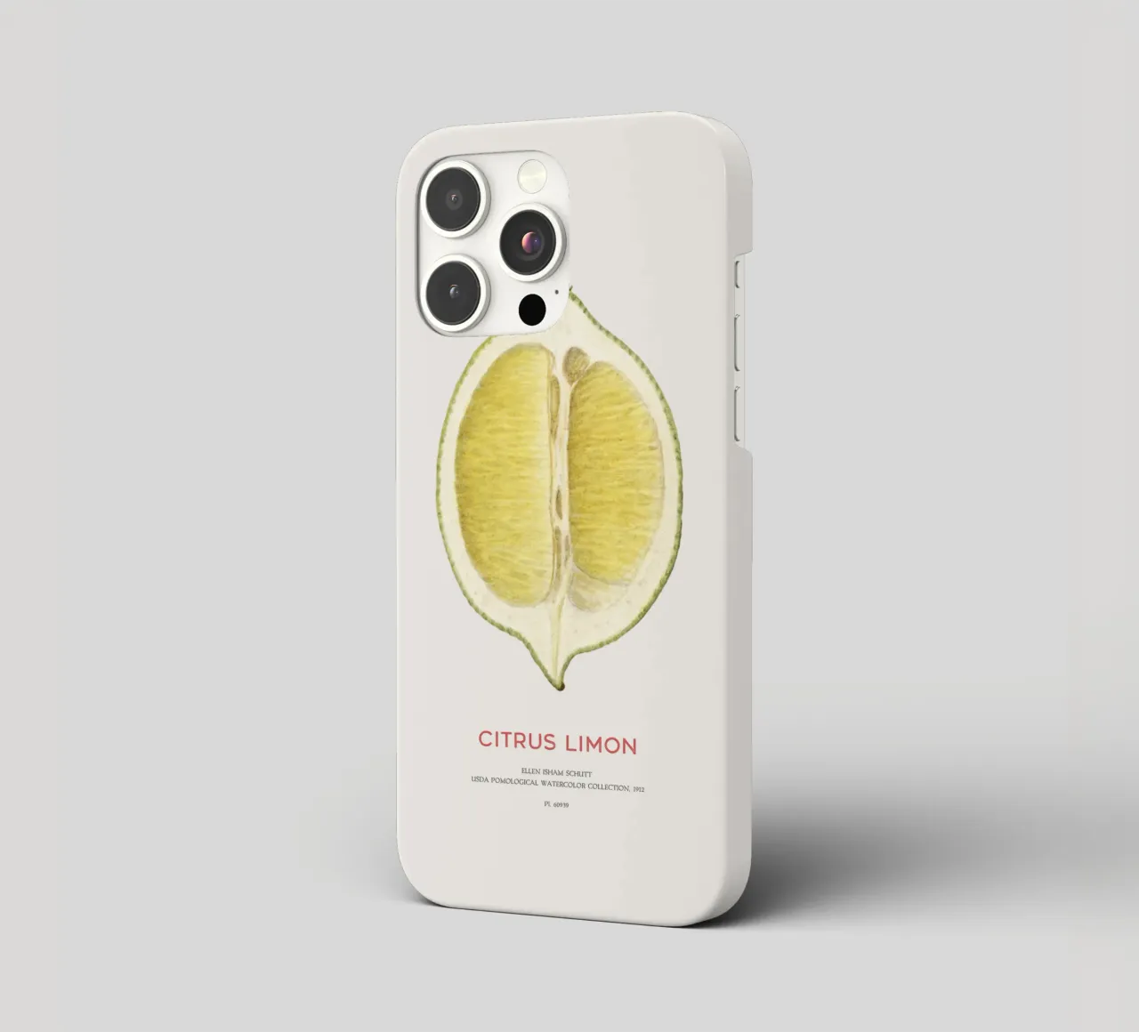 Zitrone oder Citrus limon iPhone Hülle von Vintagrafica