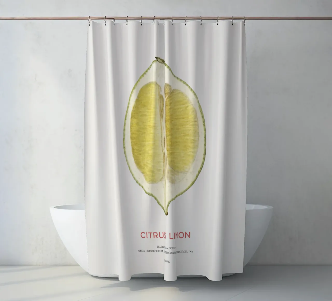 Zitrone oder Citrus limon Duschvorhang von Vintagrafica