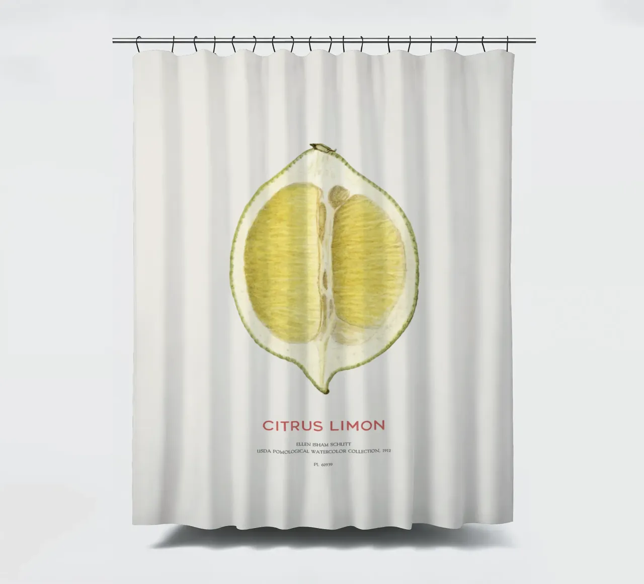 Zitrone oder Citrus limon Duschvorhang von Vintagrafica