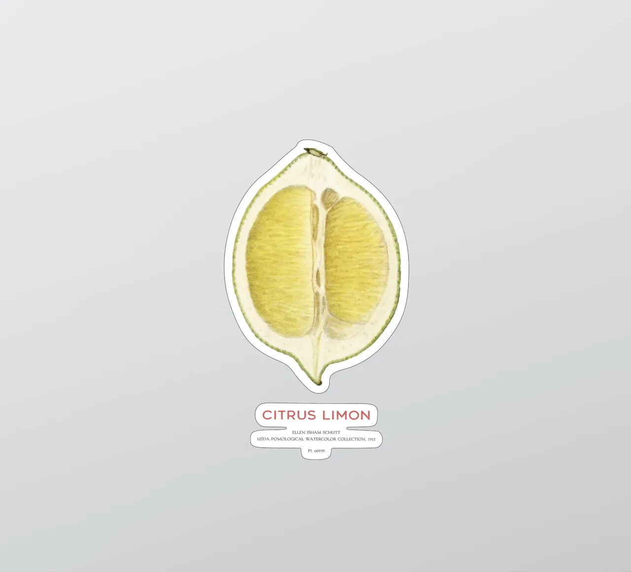 Zitrone oder Citrus limon Sticker von Vintagrafica