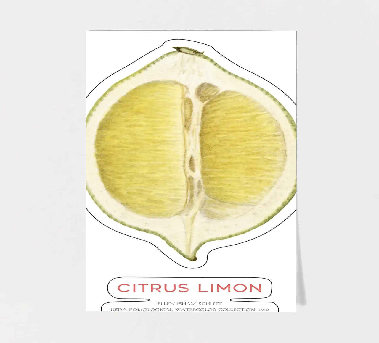 Zitrone oder Citrus limon Stickerbogen von Vintagrafica