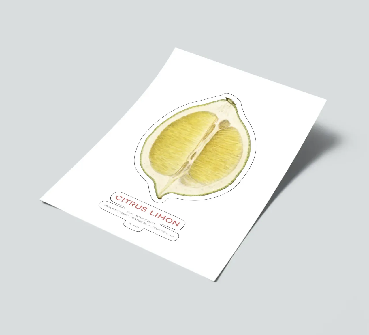 Zitrone oder Citrus limon Stickerbogen von Vintagrafica